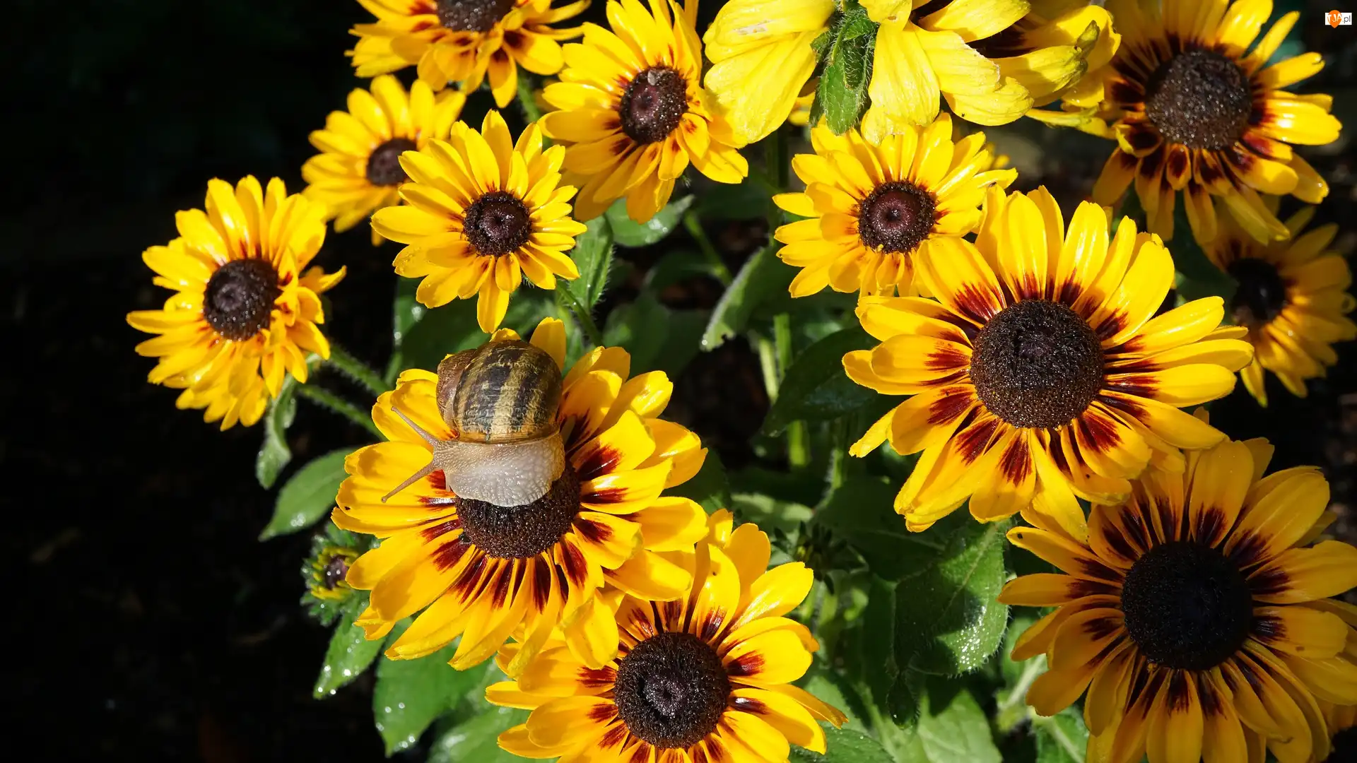 Ślimak, Kwiaty, Gazania, Liście
