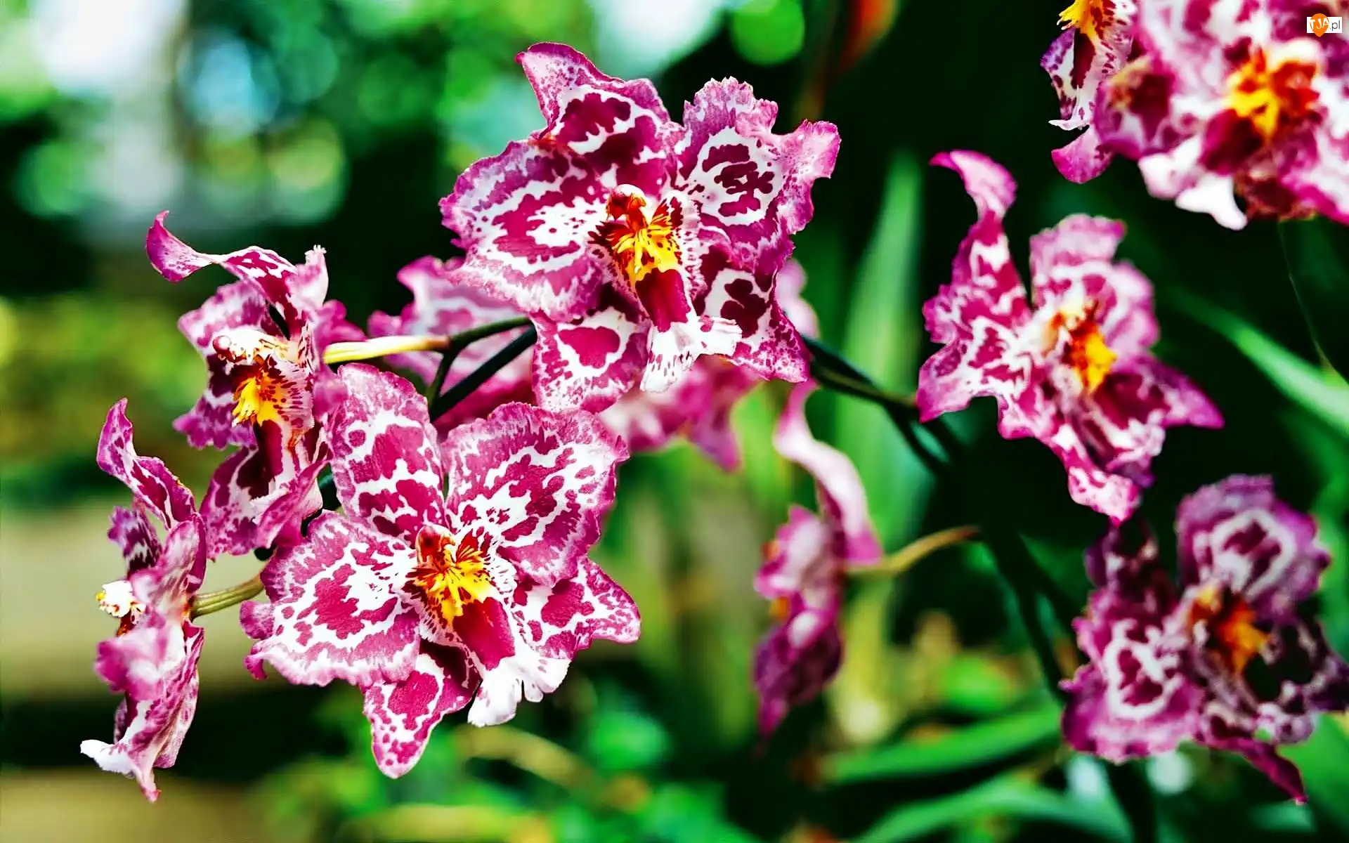 Rozmycie, Różowa, Orchidea, Nakrapiana