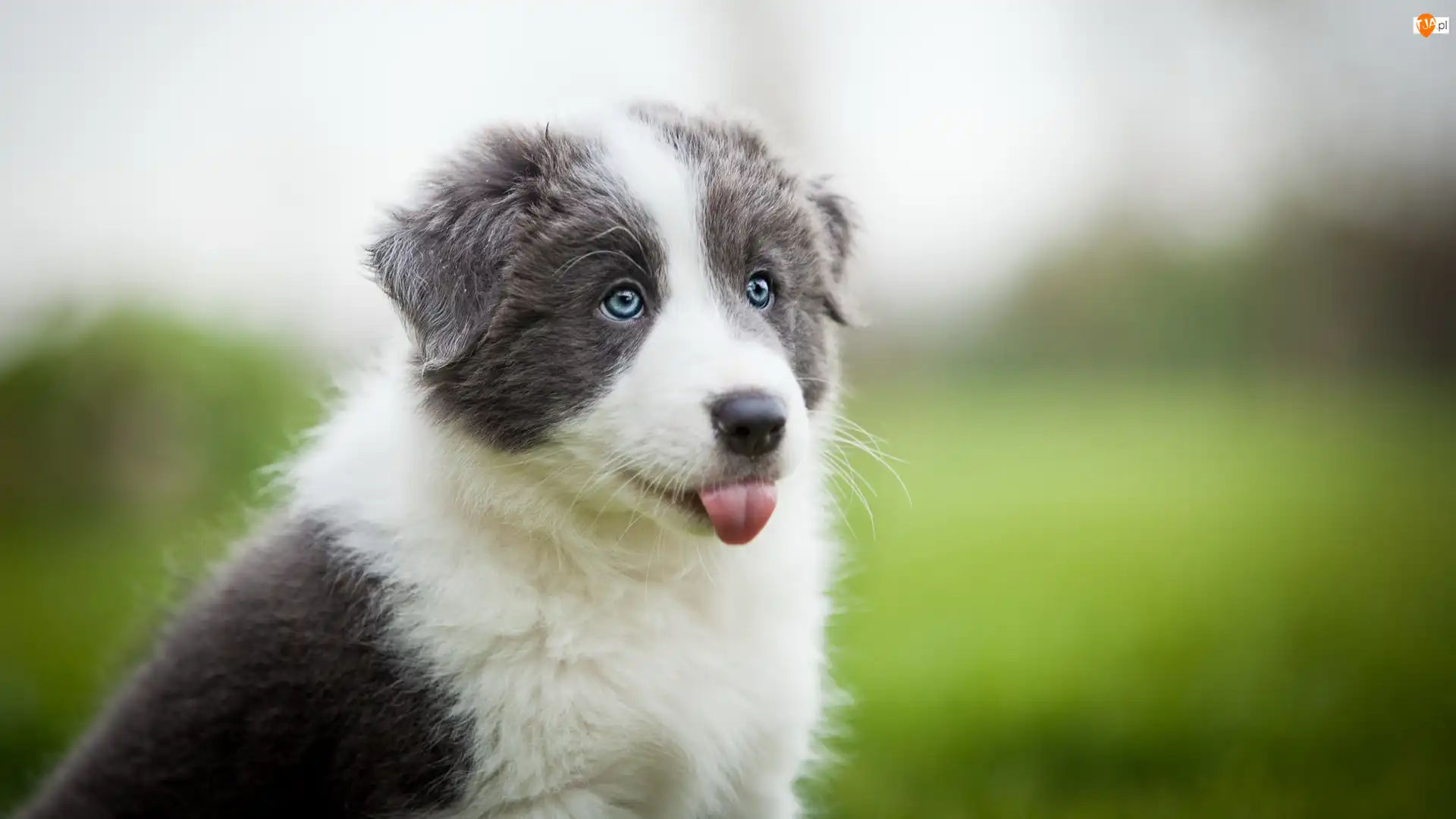 Border collie, Słodki, Szczeniak
