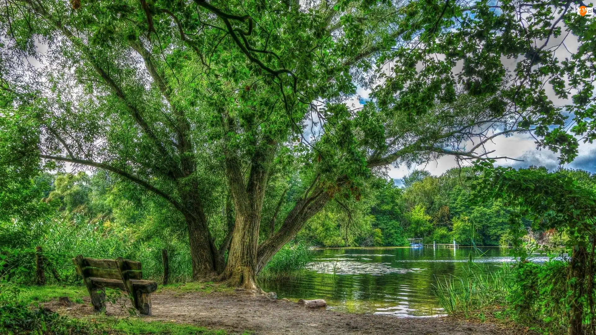 Roślinność, Jezioro, Drzewa, Ławeczka