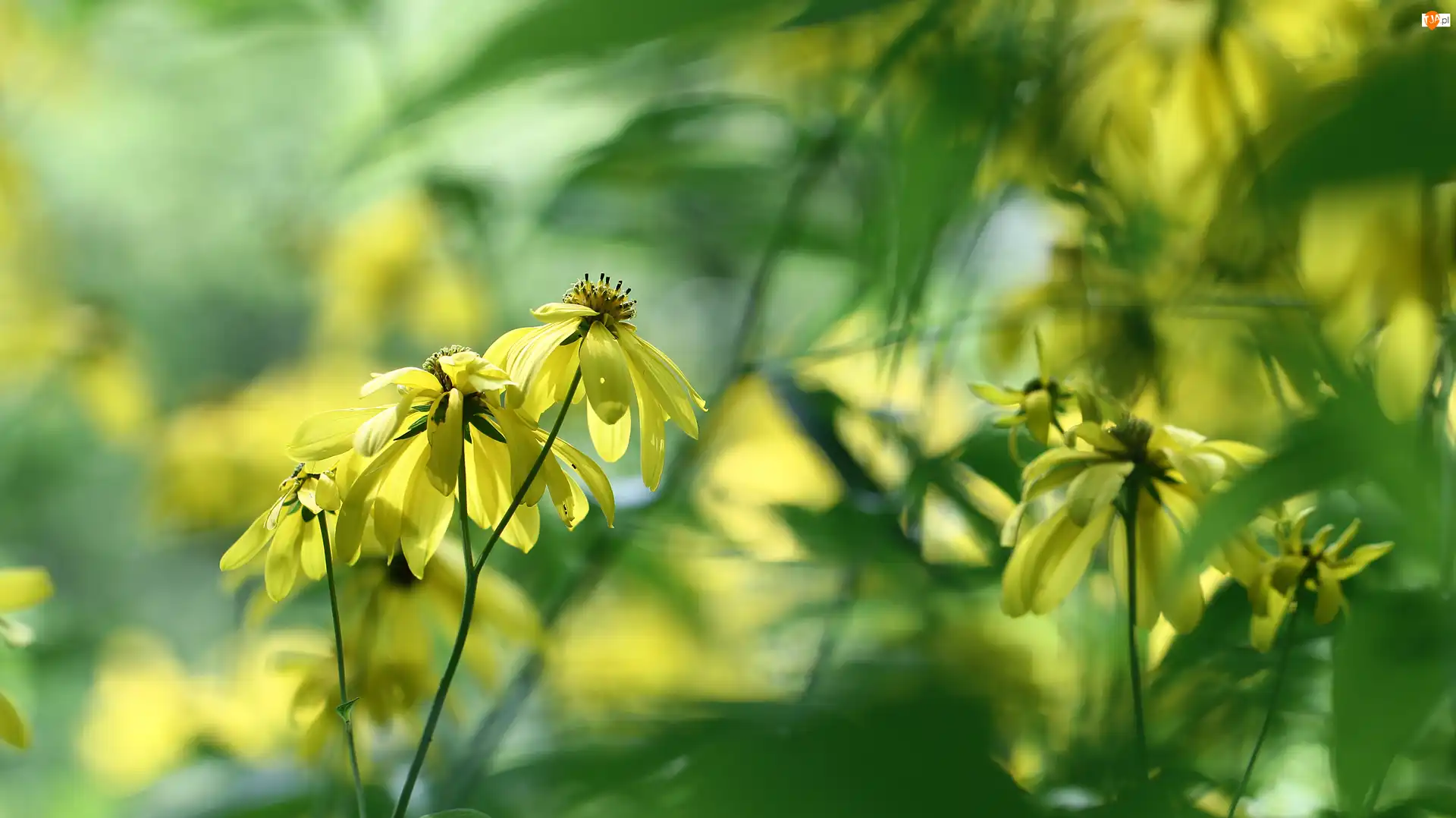 Kwiaty, Rudbekia naga, Żółte