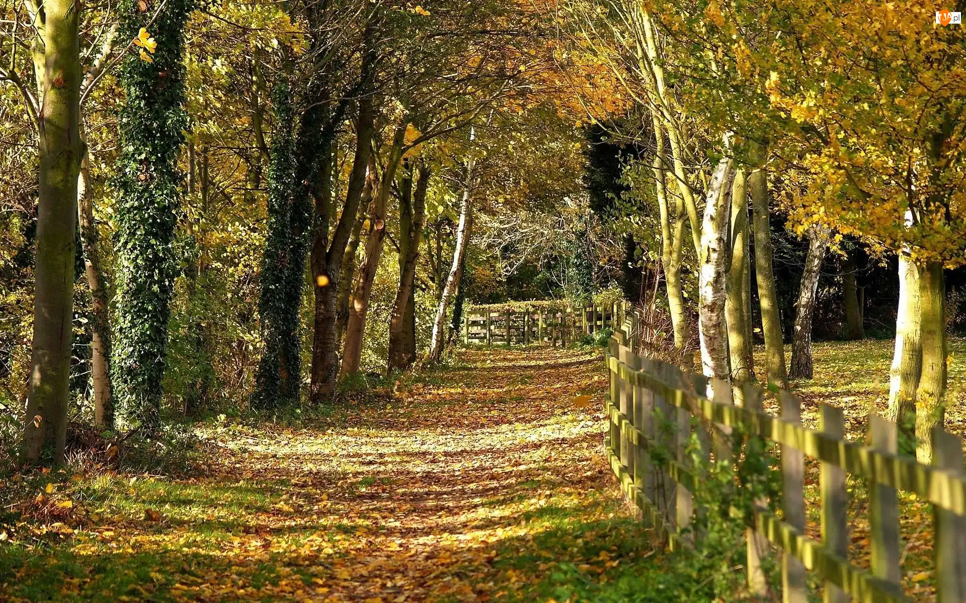 Jesień, Leśna, Dróżka, Ogrodzenie