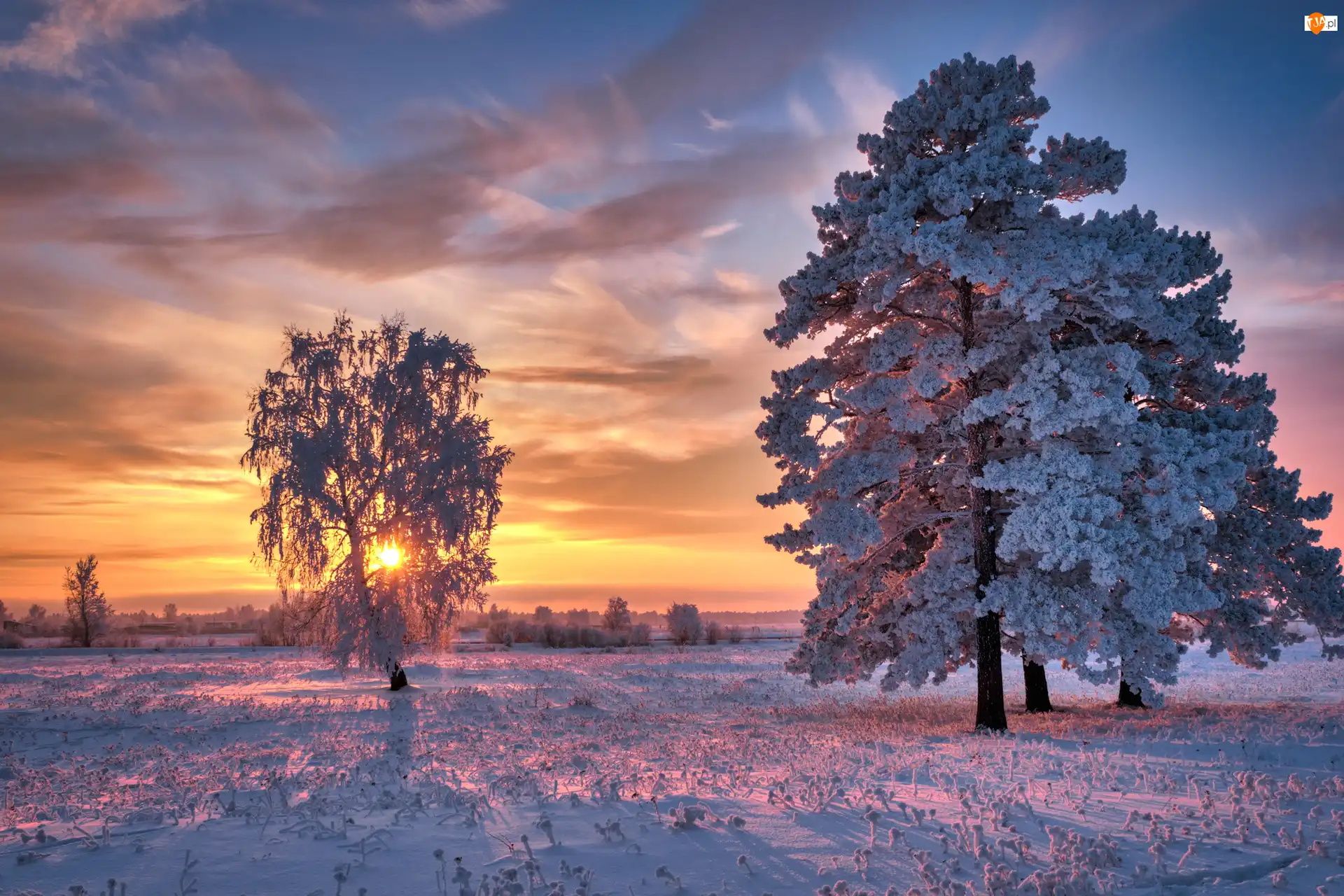 Wschód słońca, Ośnieżone, Drzewa, Trawa