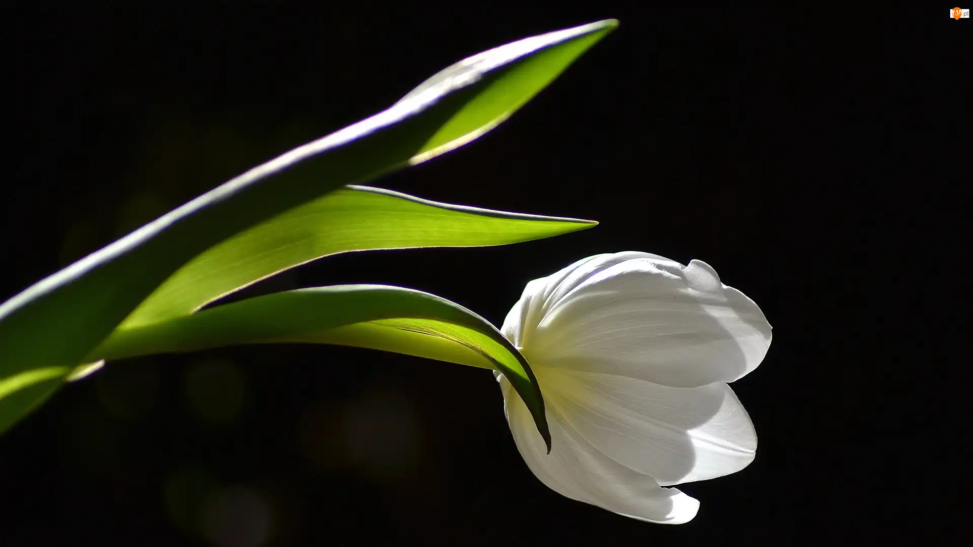 Światło, Biały, Tulipan