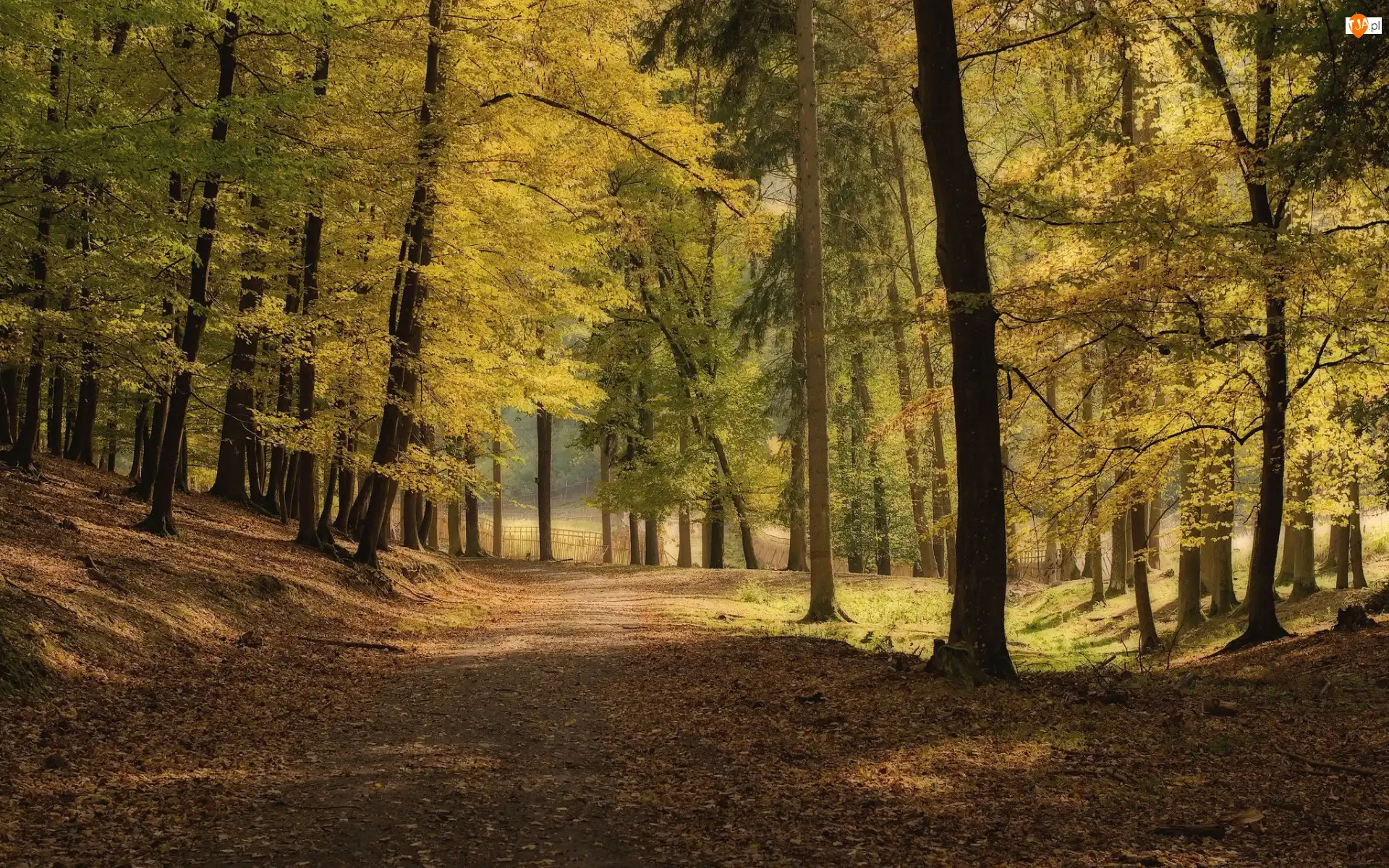Pożółkłe, Park, Droga, Jesień, Drzewa