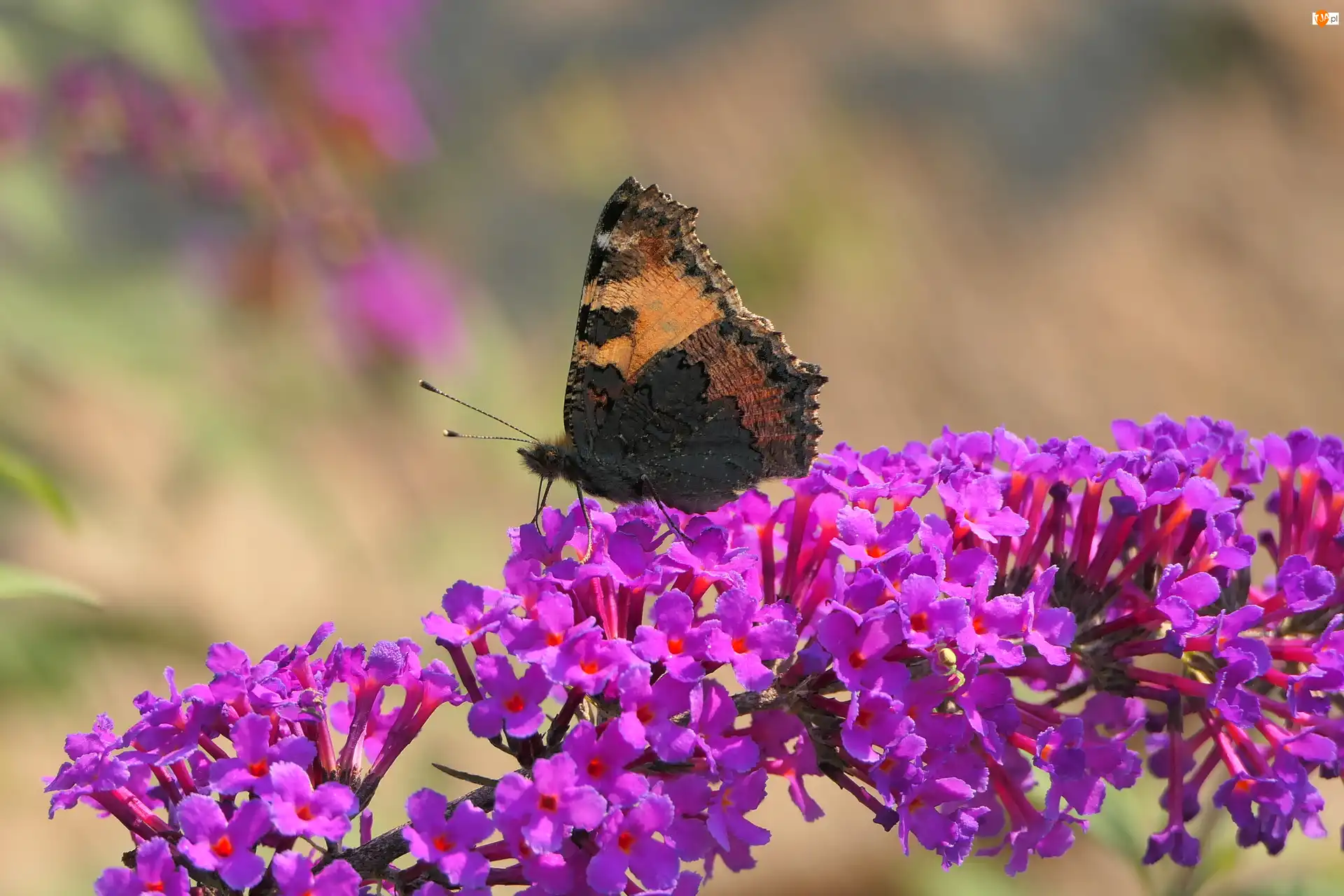 Kwiat, Rusałka pokrzywnik, Motyl