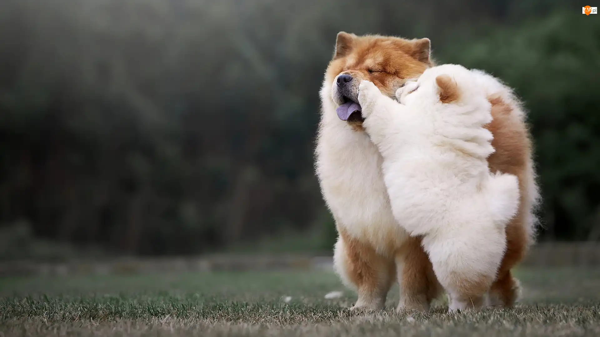 Chow chow, Szczeniak, Psy, Dwa, Dorosły