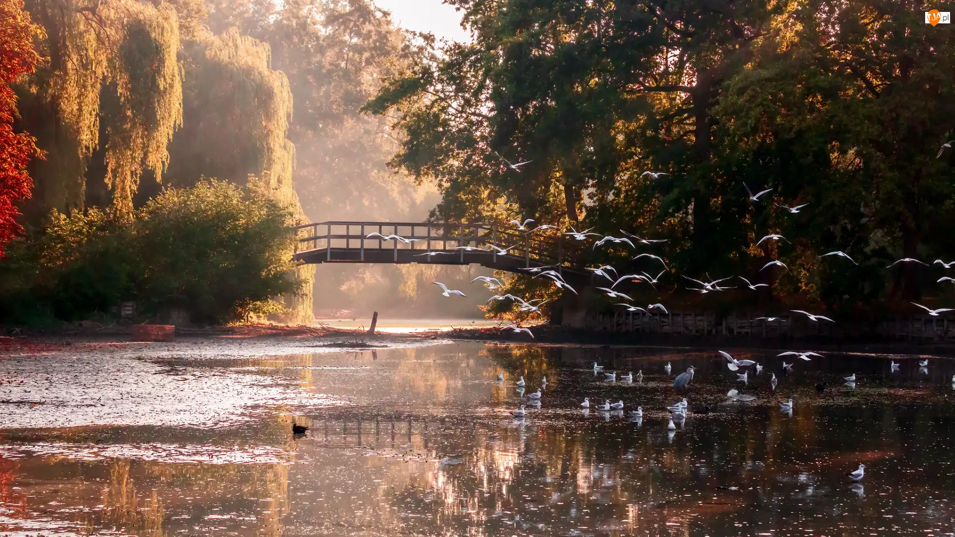 Staw, Park, Mostek, Jesień, Drzewa, Ptaki