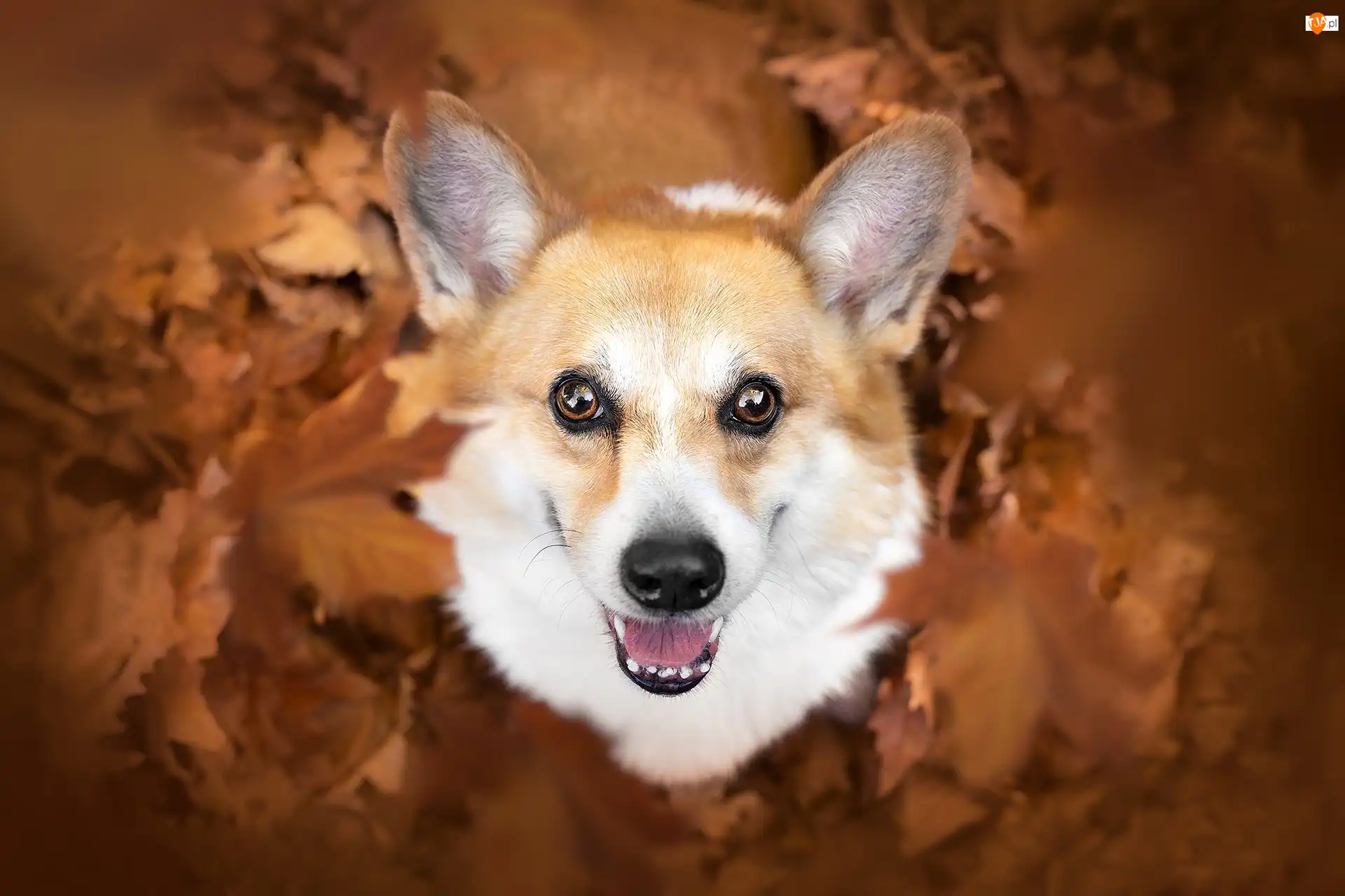 Liście, Pysk, Welsh corgi pembroke, Pies, Uszy