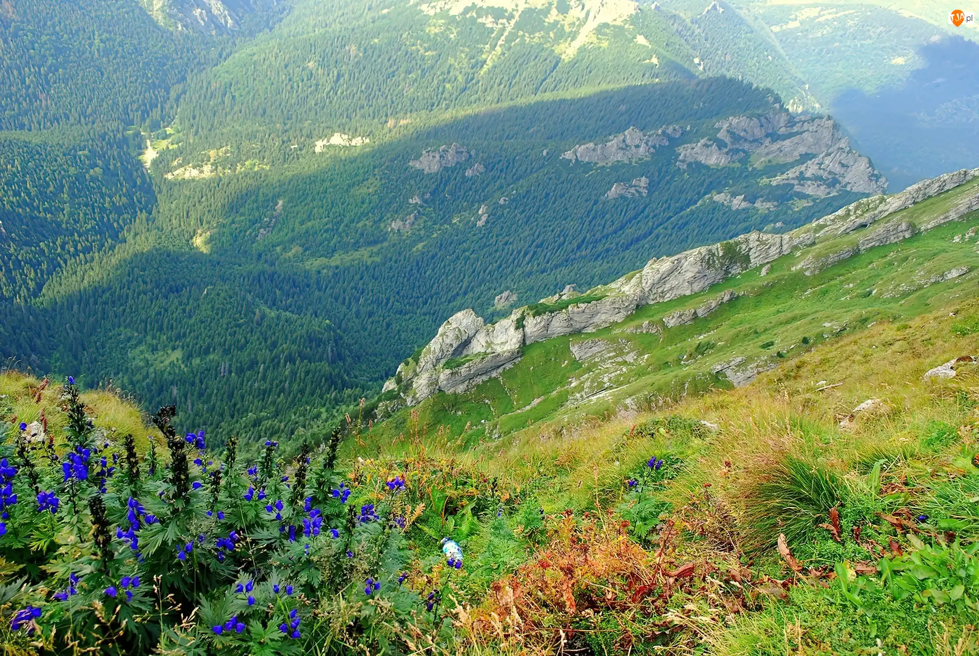 Roślinność, Polska, Lasy, Góry, Tatry