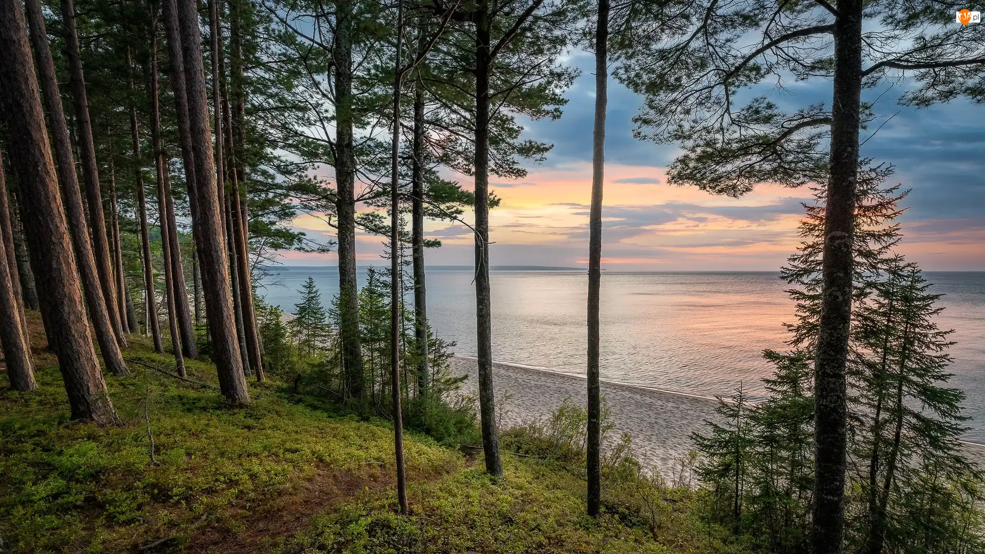 Stany Zjednoczone, Drzewa, Michigan, 
Plaża, Miners Beach, Sosny, Jezioro, Wschód słońca, Lake Superior