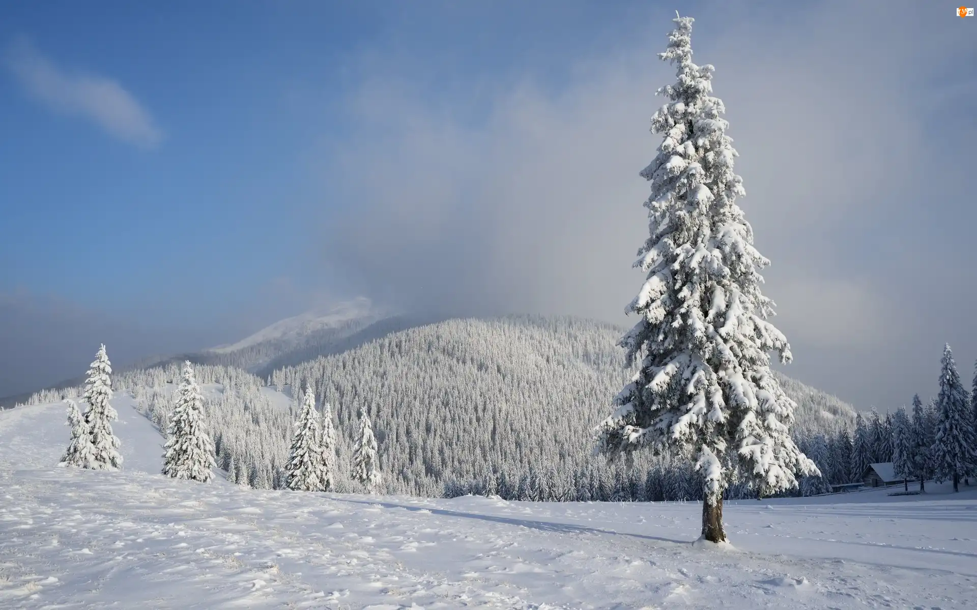 Świerki, Wzgórza, Ośnieżone, Zima, Las