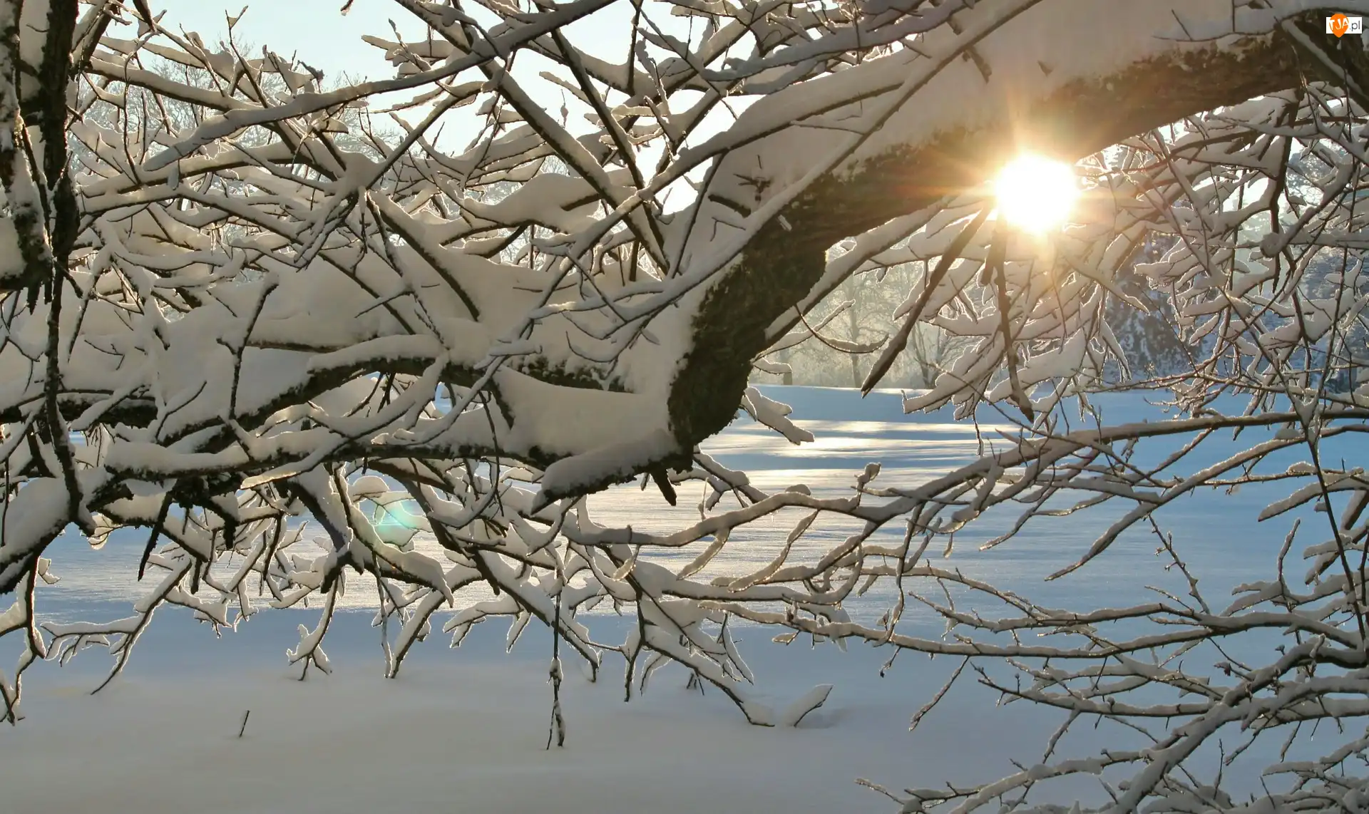 Śnieg, Zima, Słońce, Gałęzie, Drzewo, Ośnieżone