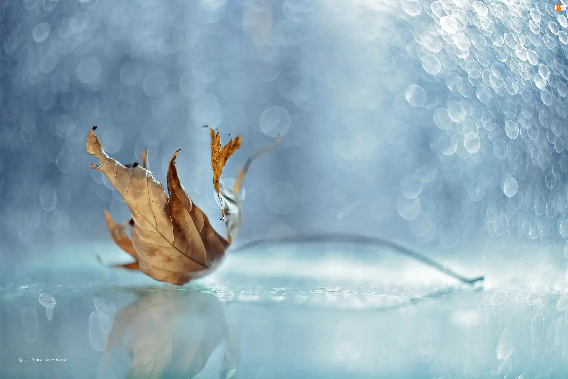 Bokeh, Suchy, Liść