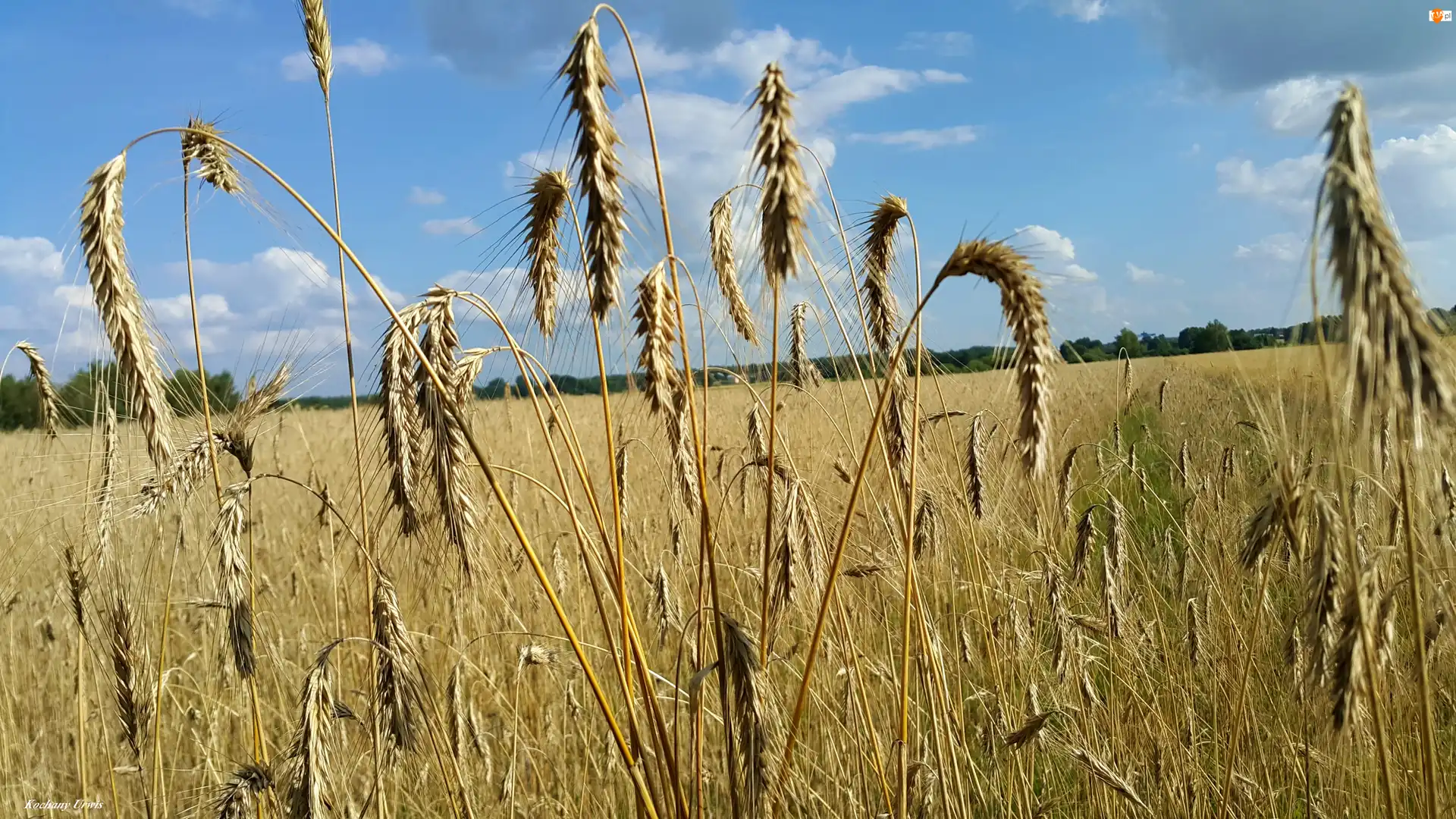 Zboże, Pole, Niebo, Kłosy