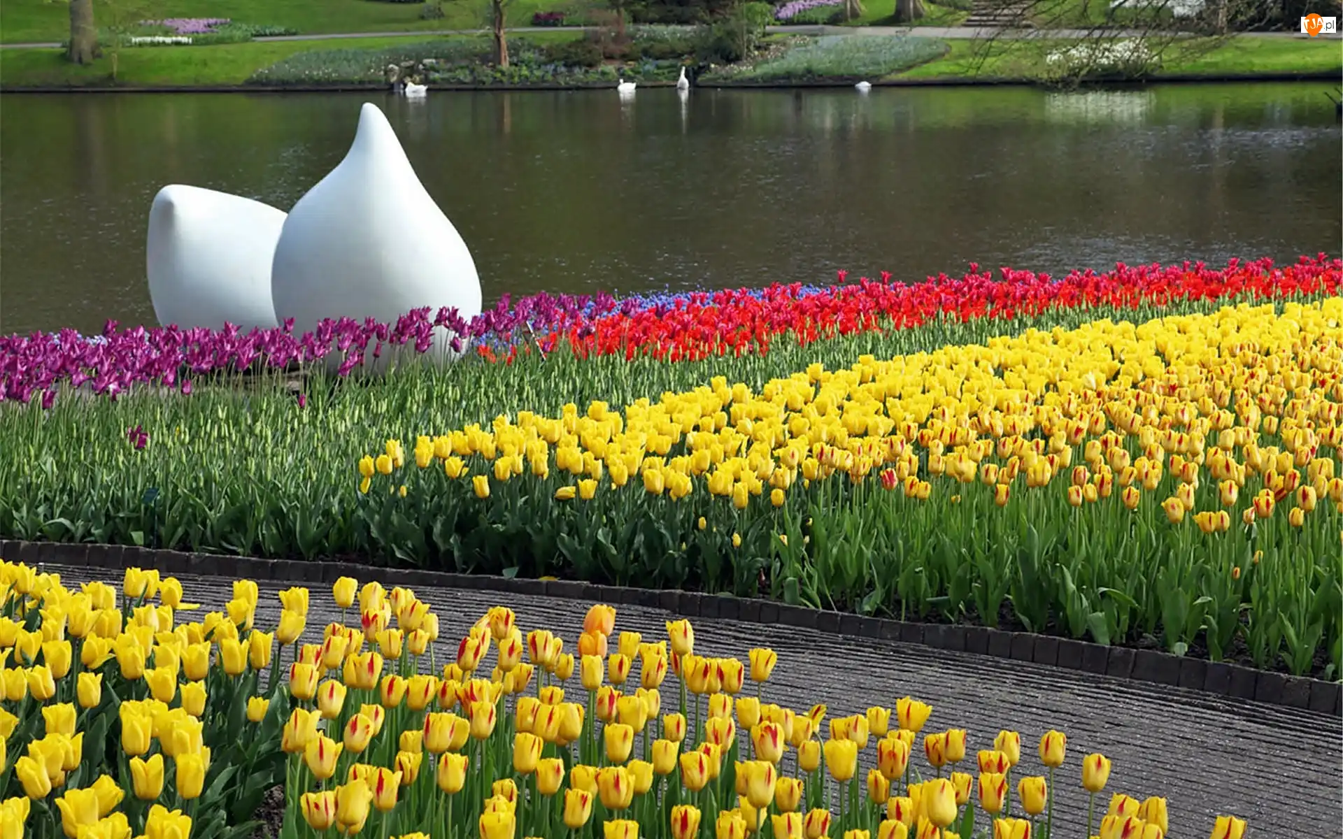 Park, Staw, Rzeźba, Wiosna, Biała, Tulipany, Kwitnące