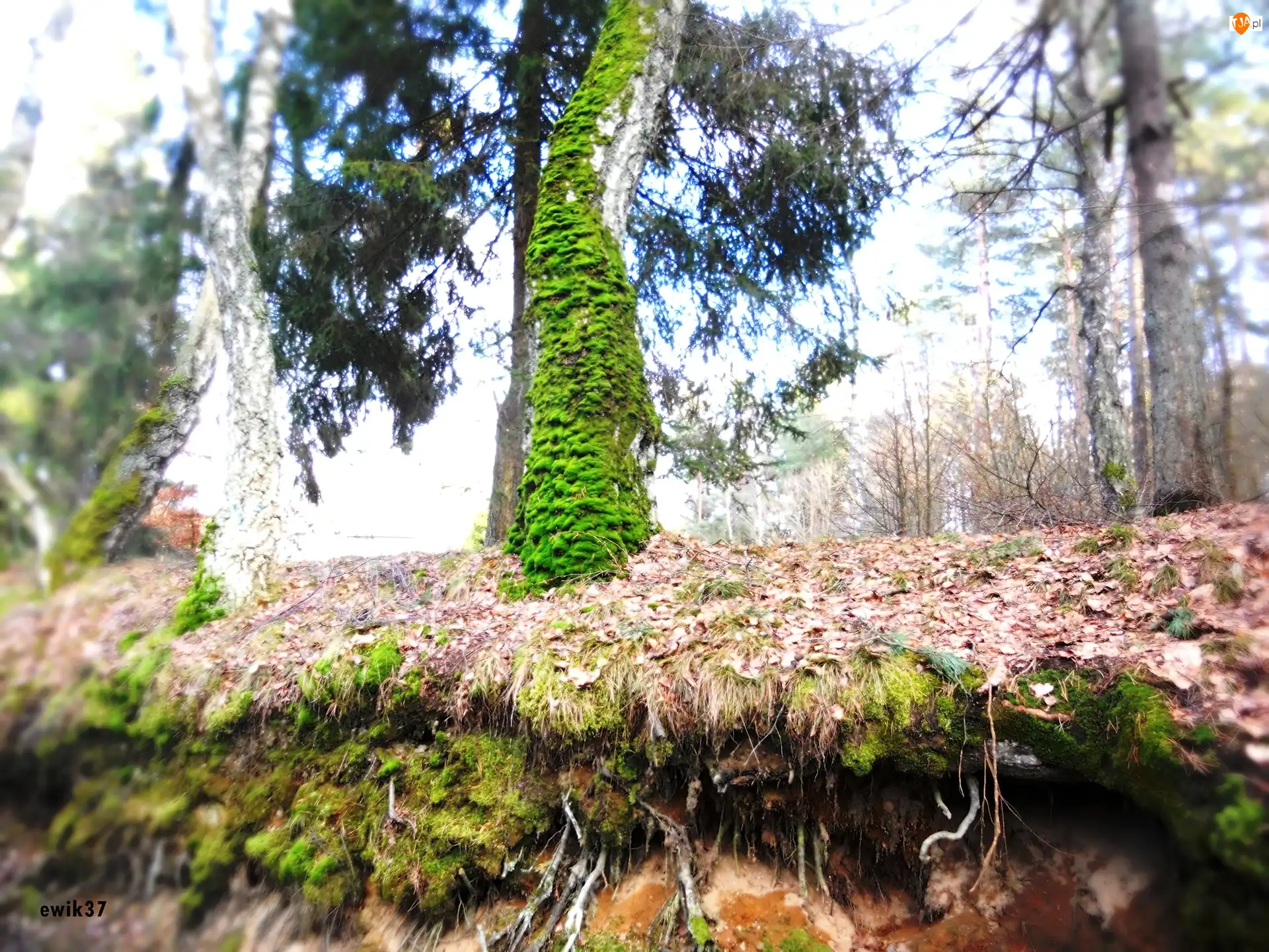 Drzewo, Korzenie, Omszałe, Las, Skarpa