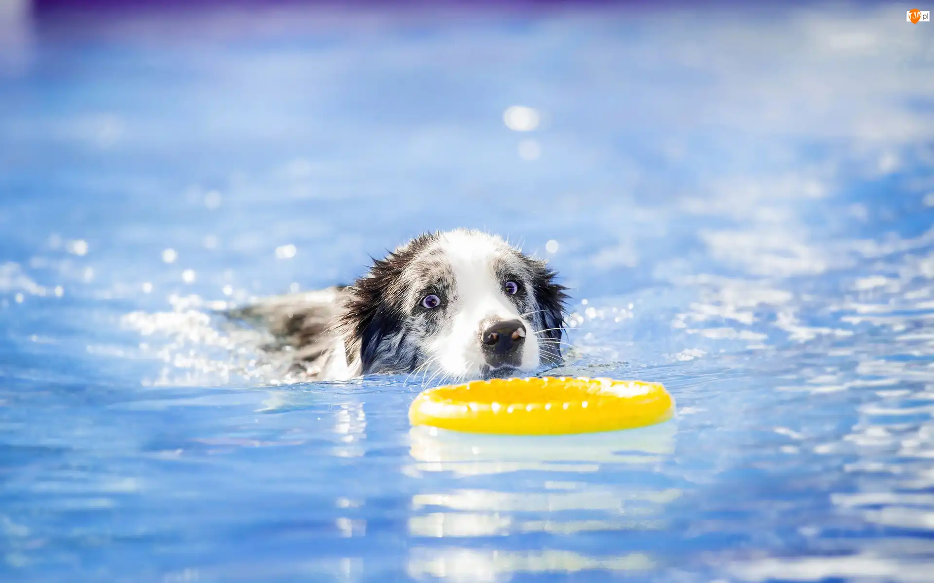 Basen, Sport, Pływak, Border collie, Ringo