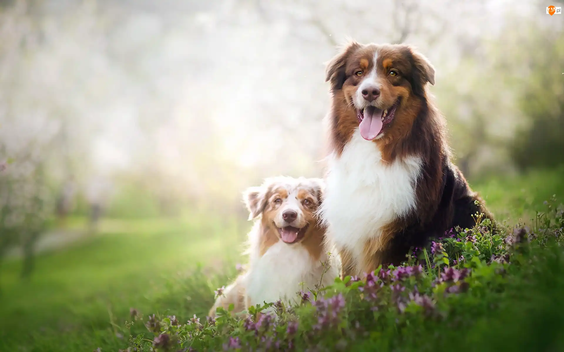 Kwiaty, Owczarki australijskie, Australian Shepherd, Łąka