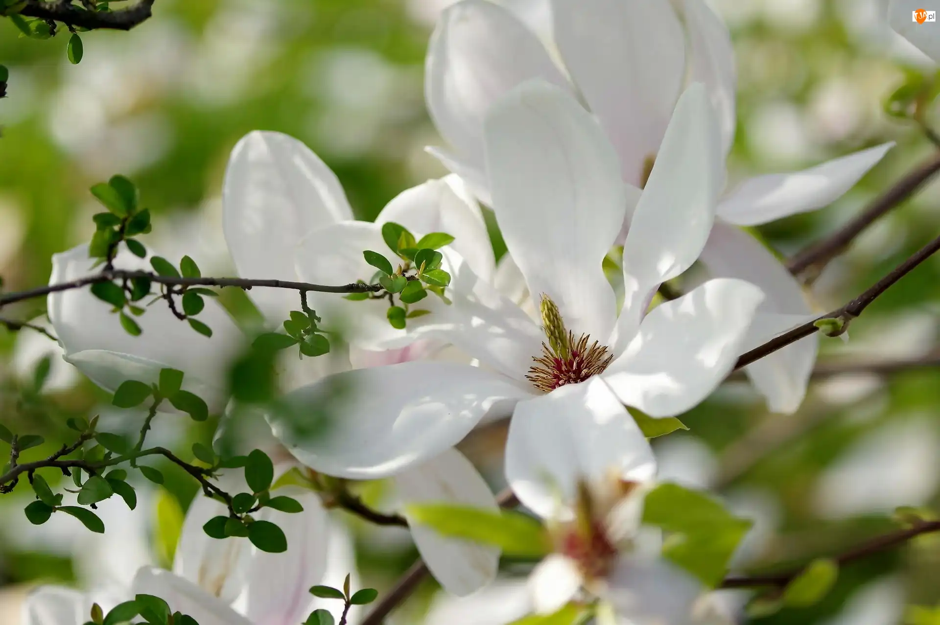 Wiosna, Magnolia, Kwiaty, Gałązka