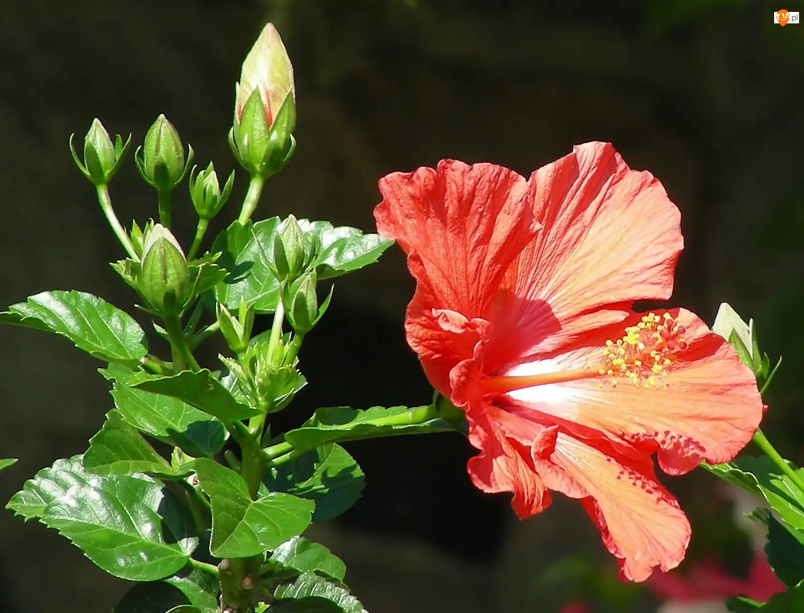 Liście, Hibiskus, Pąki