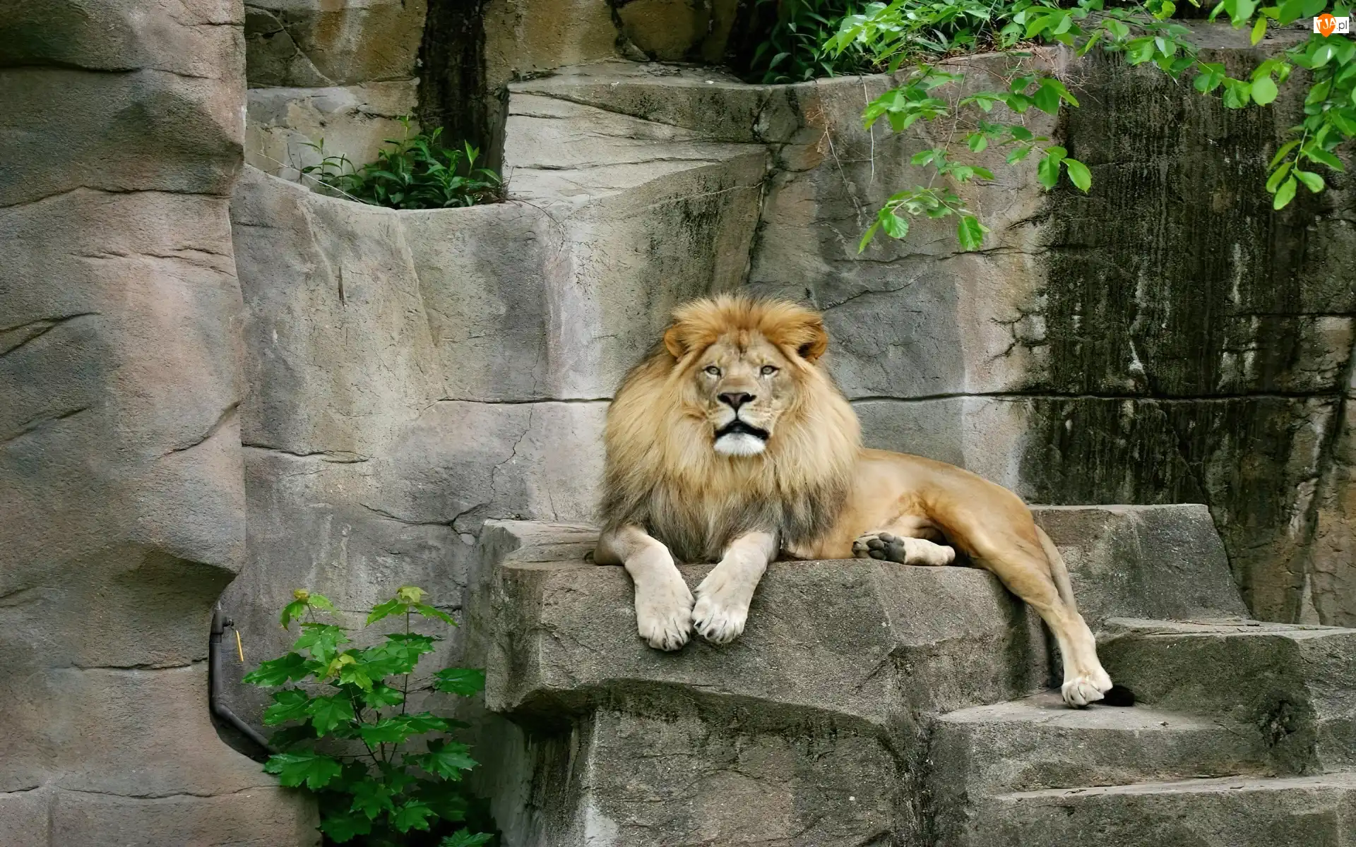 Skalna, Lew, Zoo, Półka