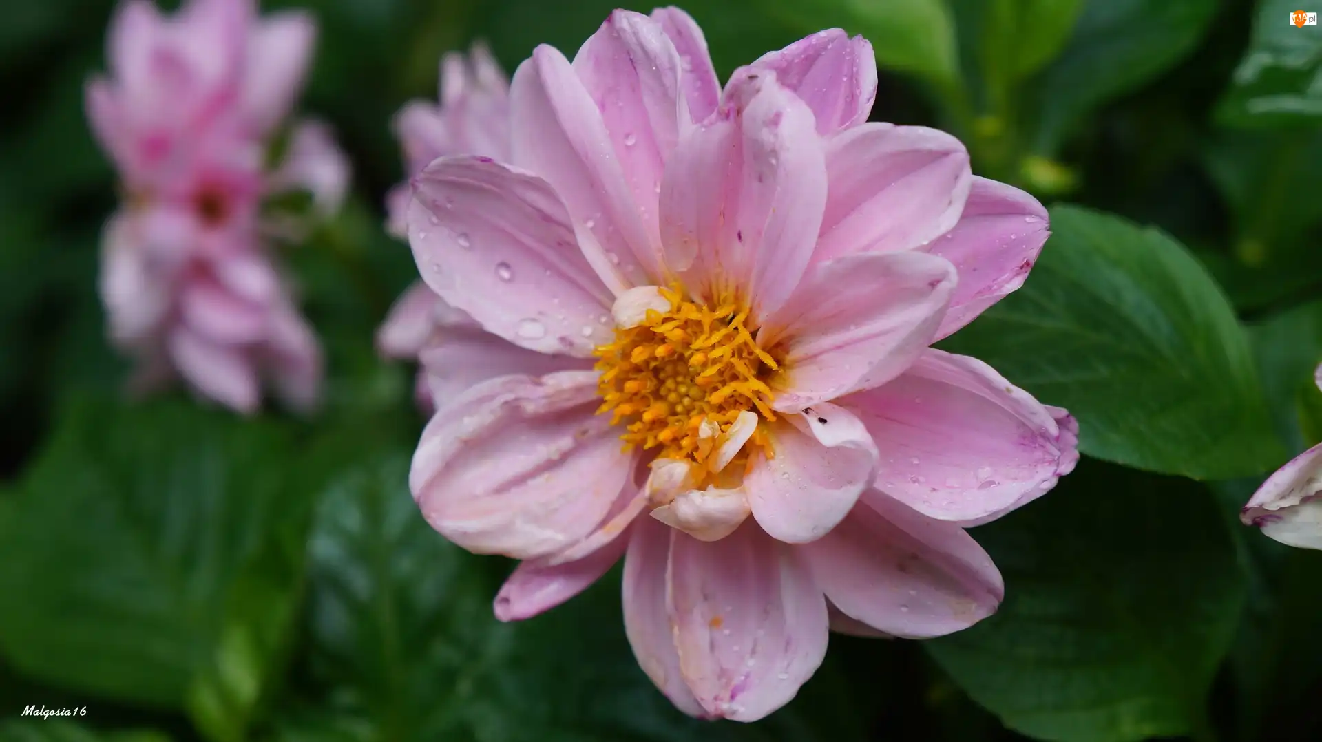 Dalia, Kwiat