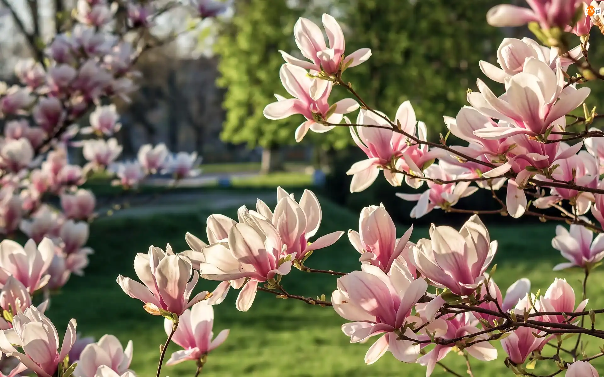 Wiosna, Kwitnąca, Magnolia