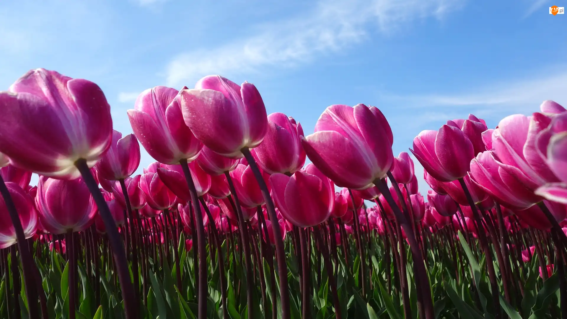 Niebo, Różowe, Tulipany