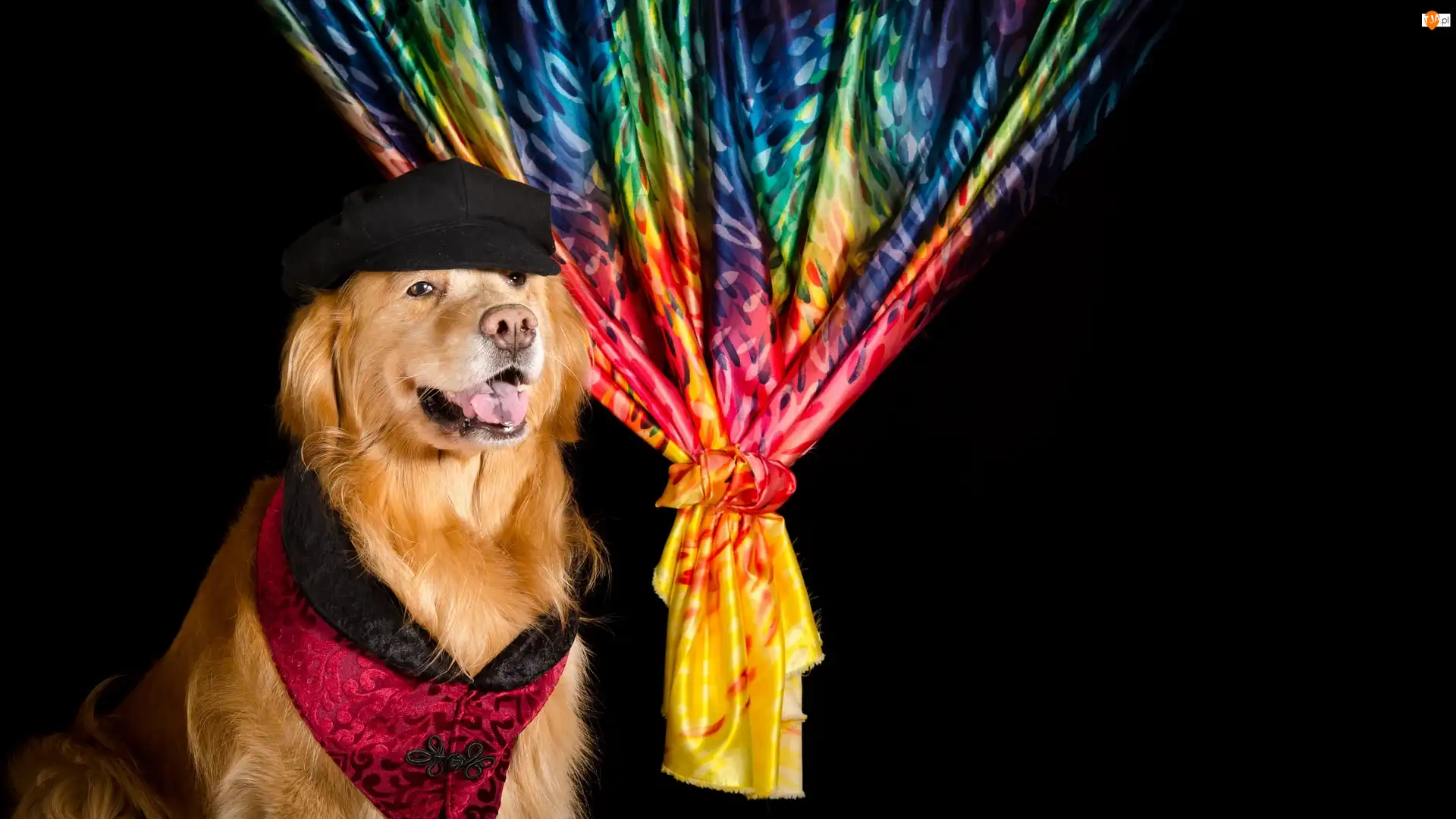 Golden retriever, Pies, Kapelusz, Zasłona, Mordka, Ubranko