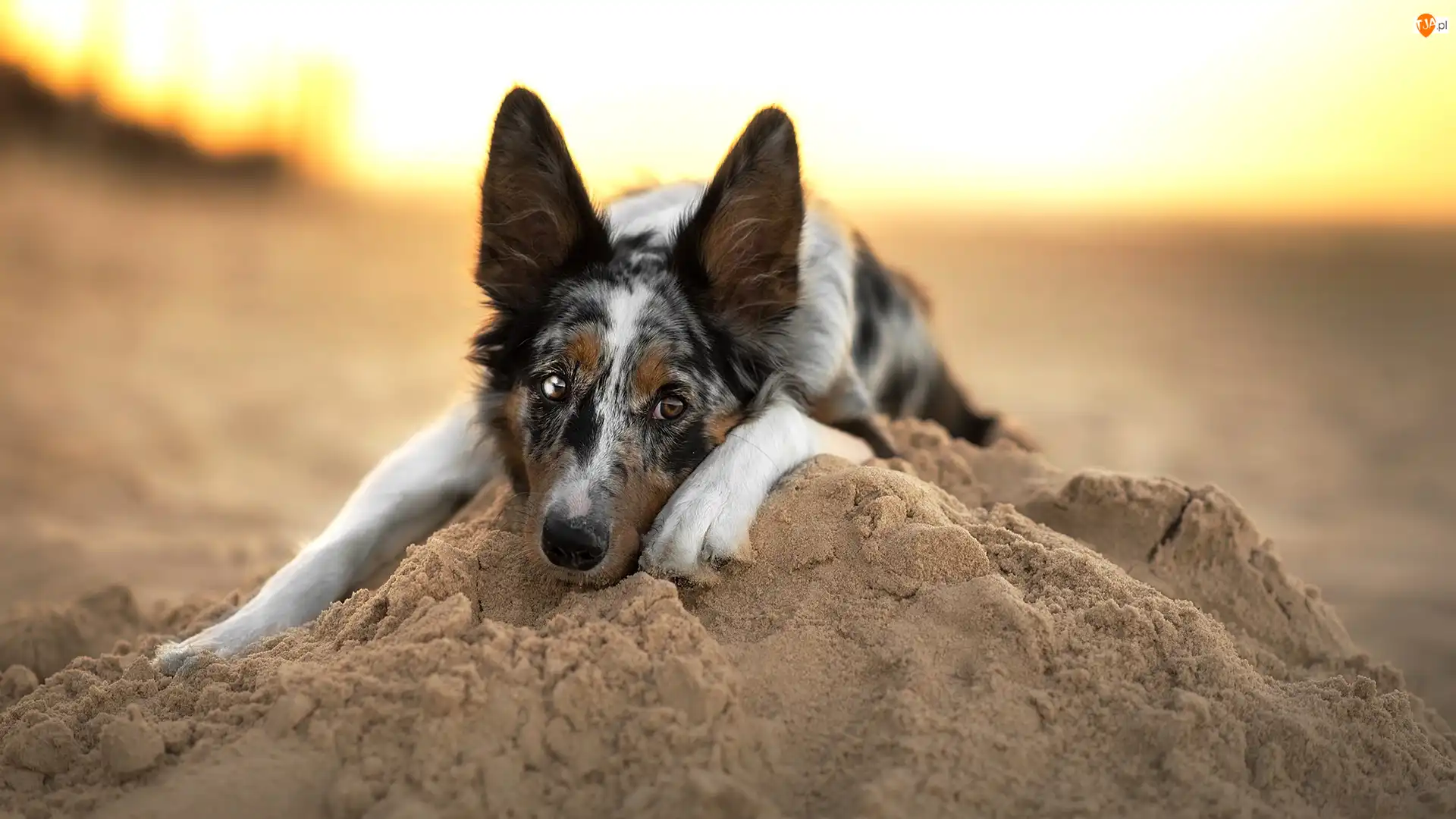 Border collie, Piasek, Pies, Leżący, Mordka