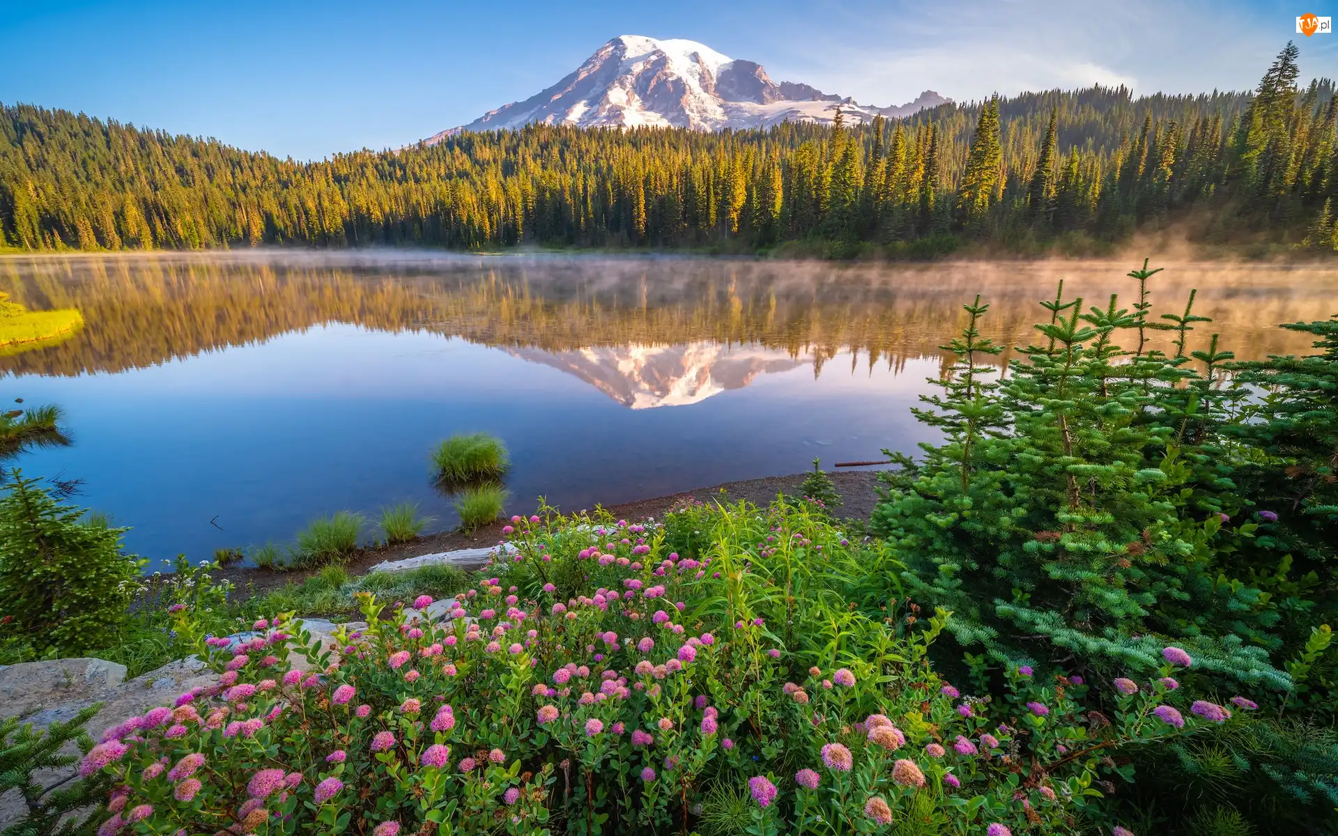Stany Zjednoczone, Jezioro, Odbicie, Kwiaty, Góry, Park Narodowy Mount Rainier, Drzewa, Stratowulkan Mount Rainier, Świerki, Stan Waszyngton