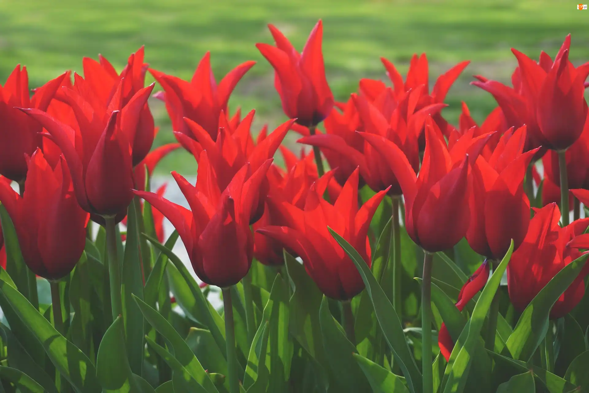 Tulipany, Czerwone