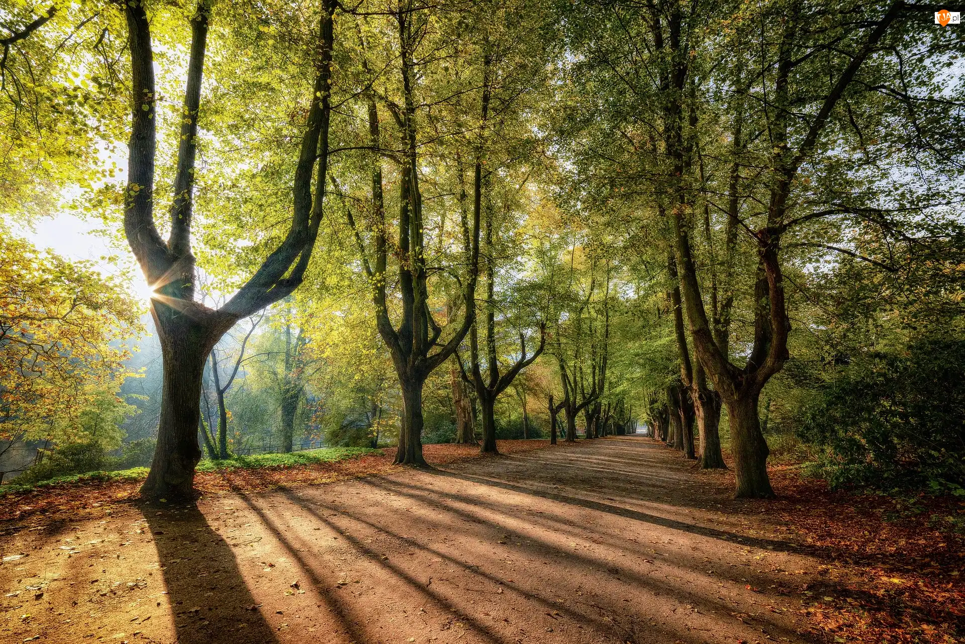 Drzewa, Wschód słońca, Droga, Aleja, Promienie słońca