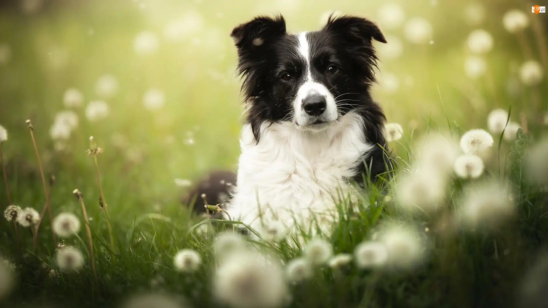 Łąka, Rozmycie, Border collie, Pies, Dmuchawce