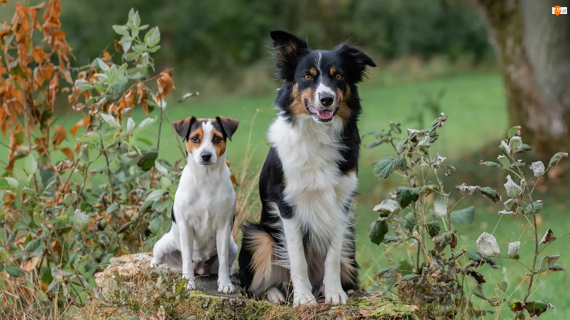 Psy, Dwa, Pies, Border collie, Biało-brązowy, Czarno-biały