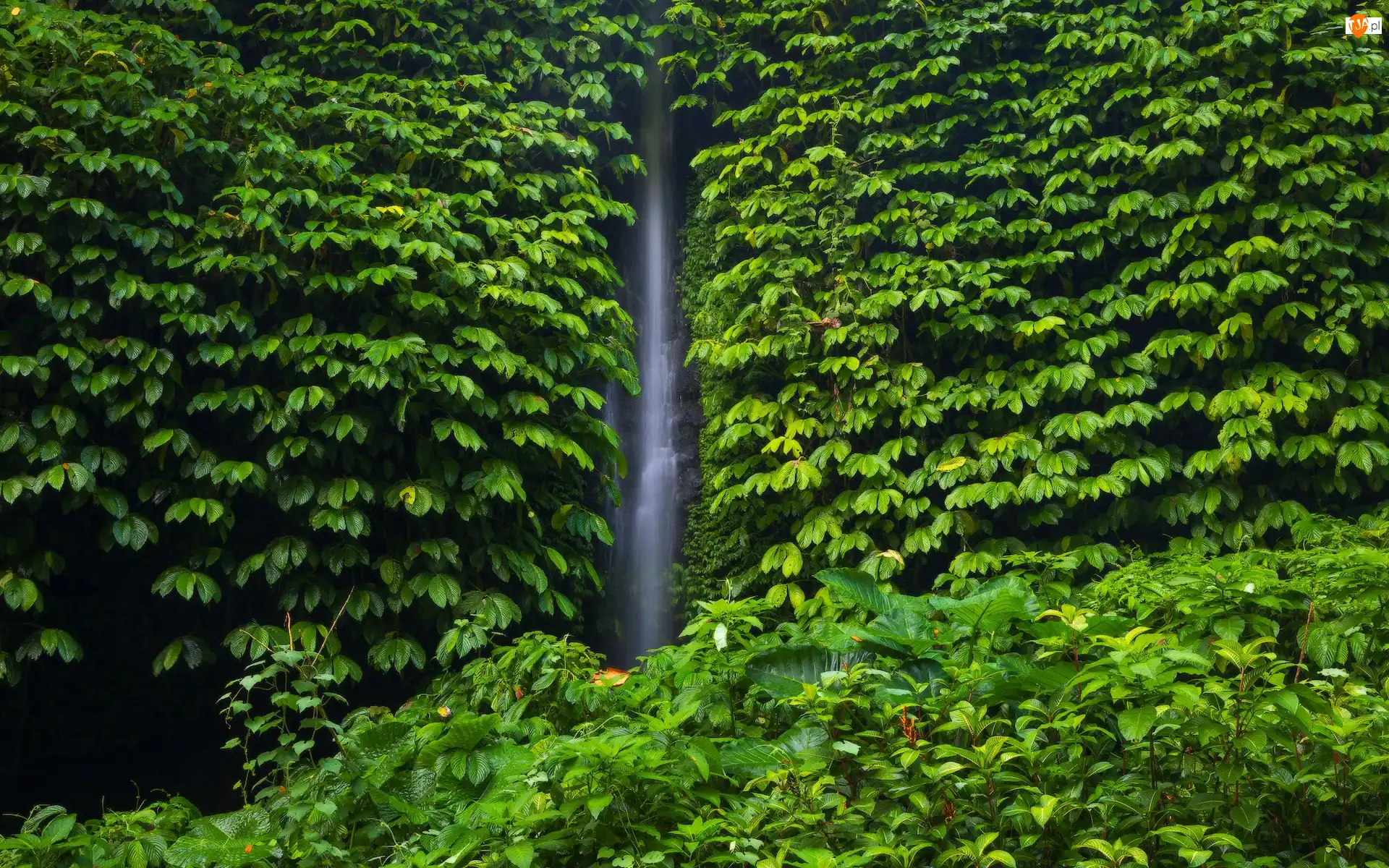 Leke Leke Waterfall, Drzewa, Indonezja, Wodospad, Bali, Rośliny, Liście