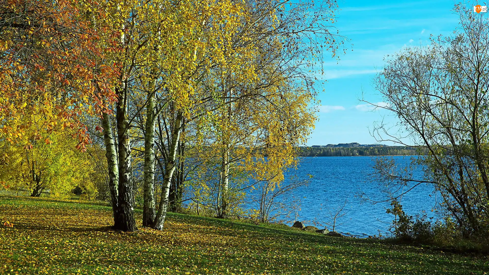 Brzozy, Jesień, Jezioro, Drzewa
