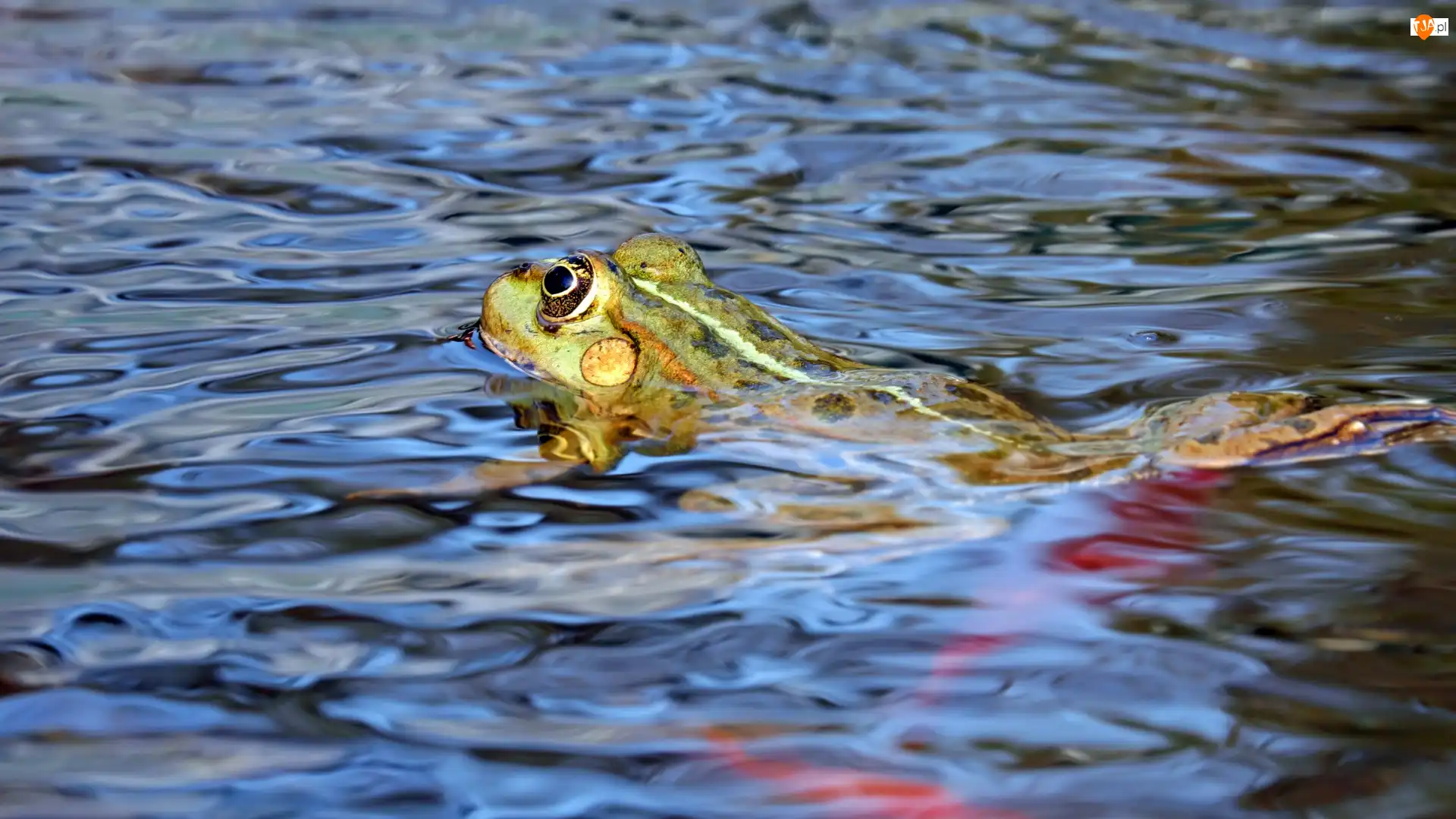 Woda, Pływająca, Żaba jeziorkowa