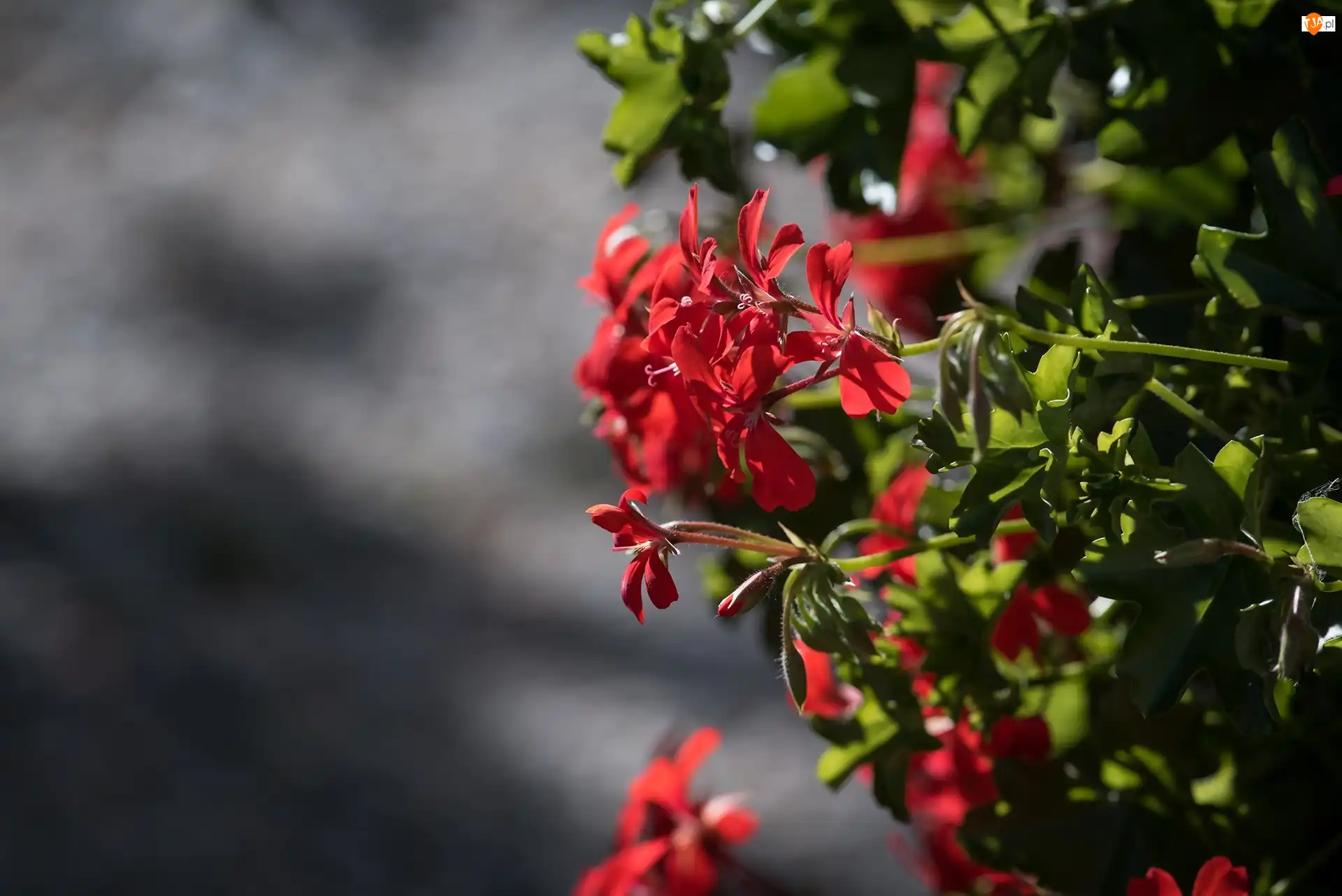 Światło, Pelargonia, Kwiaty