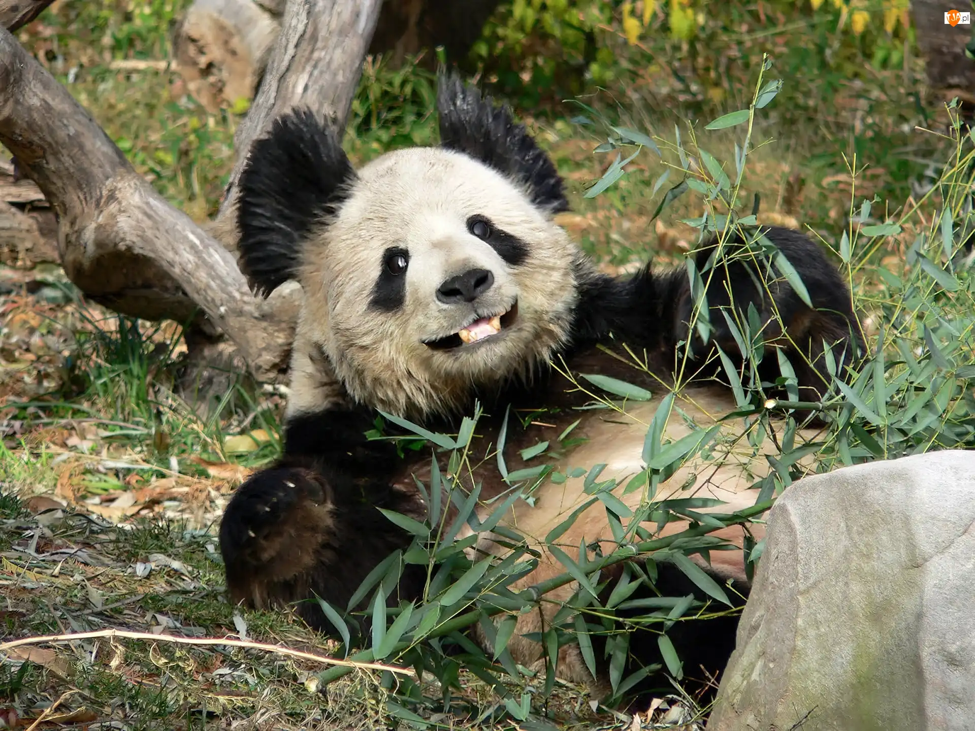 Bambus, Miś, Panda