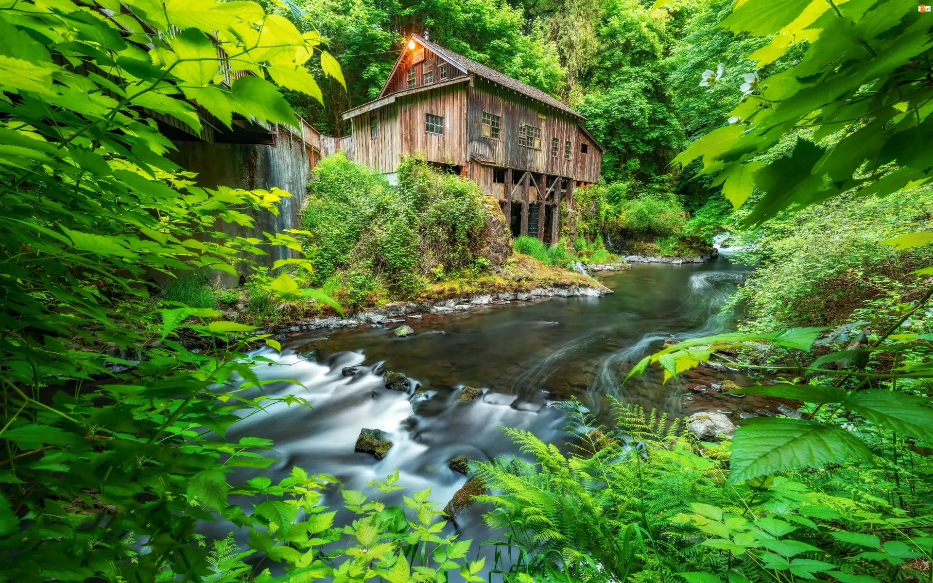 Woodland, Młyn, Drzewa, Stan Waszyngton, Cedar Creek Grist Mill, Las, Stany Zjednoczone, Rzeka