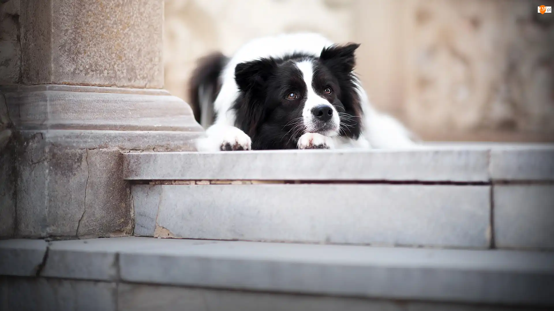 Border collie, Schody, Leżący, Pies, Mordka