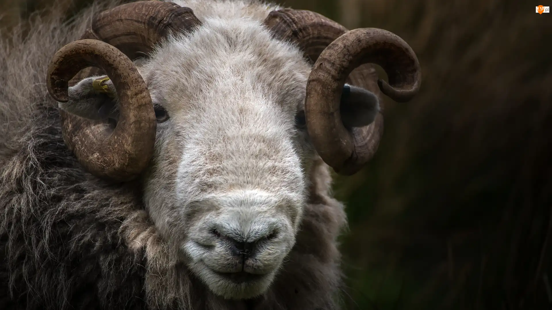 Rogi, Owca, Herdwick