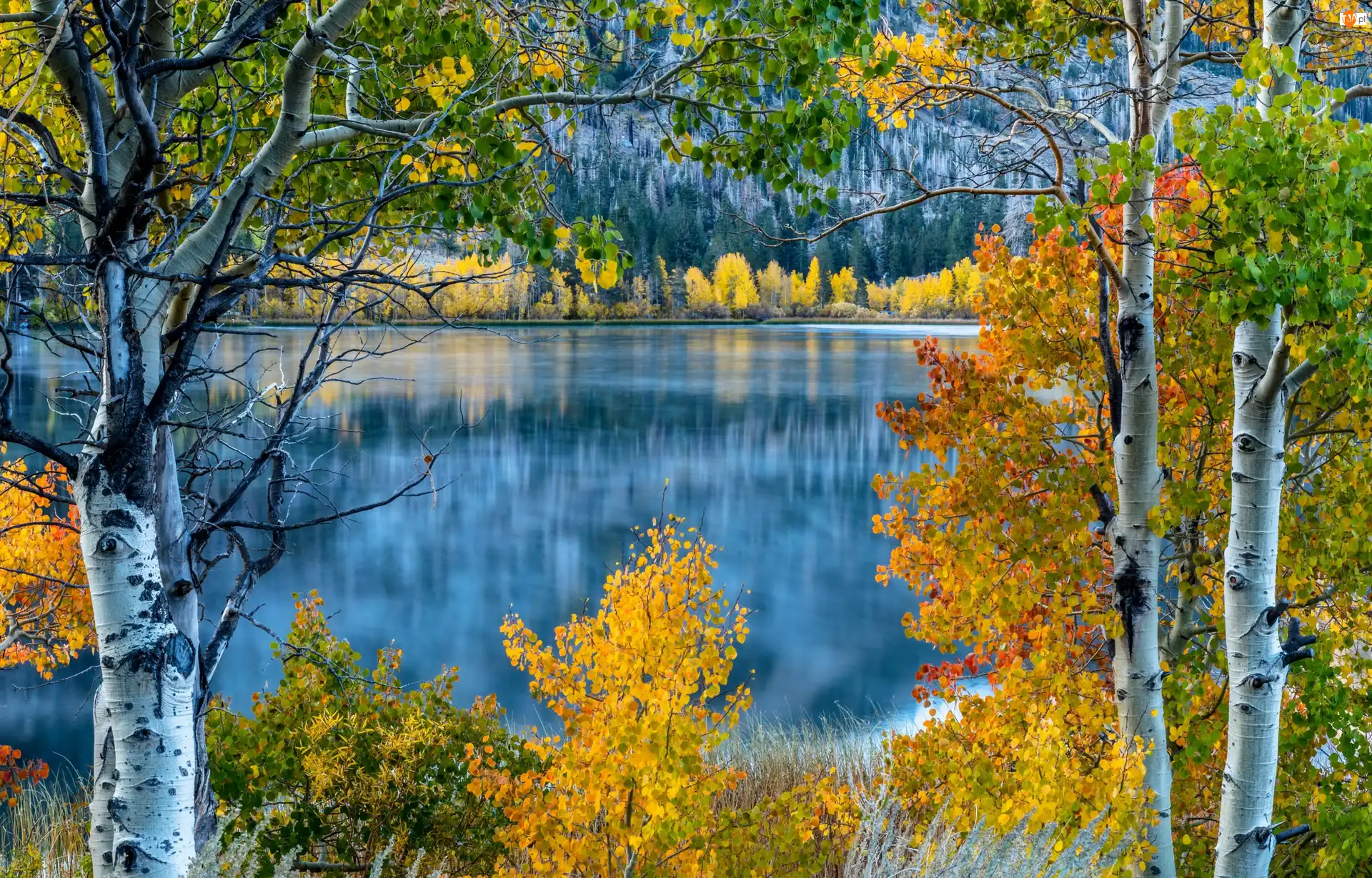 Kalifornia, Stany Zjednoczone, Topole osikowe, Drzewa, Jezioro June Lake, Jesień