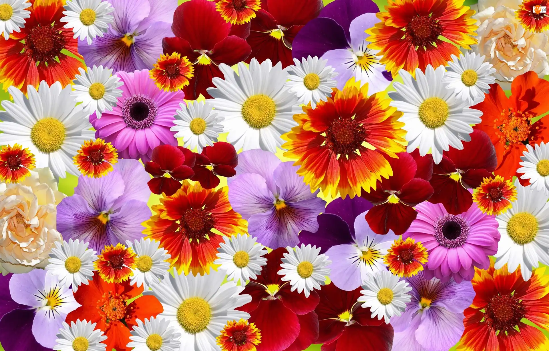 Tekstura, Kolorowe, Kwiaty
