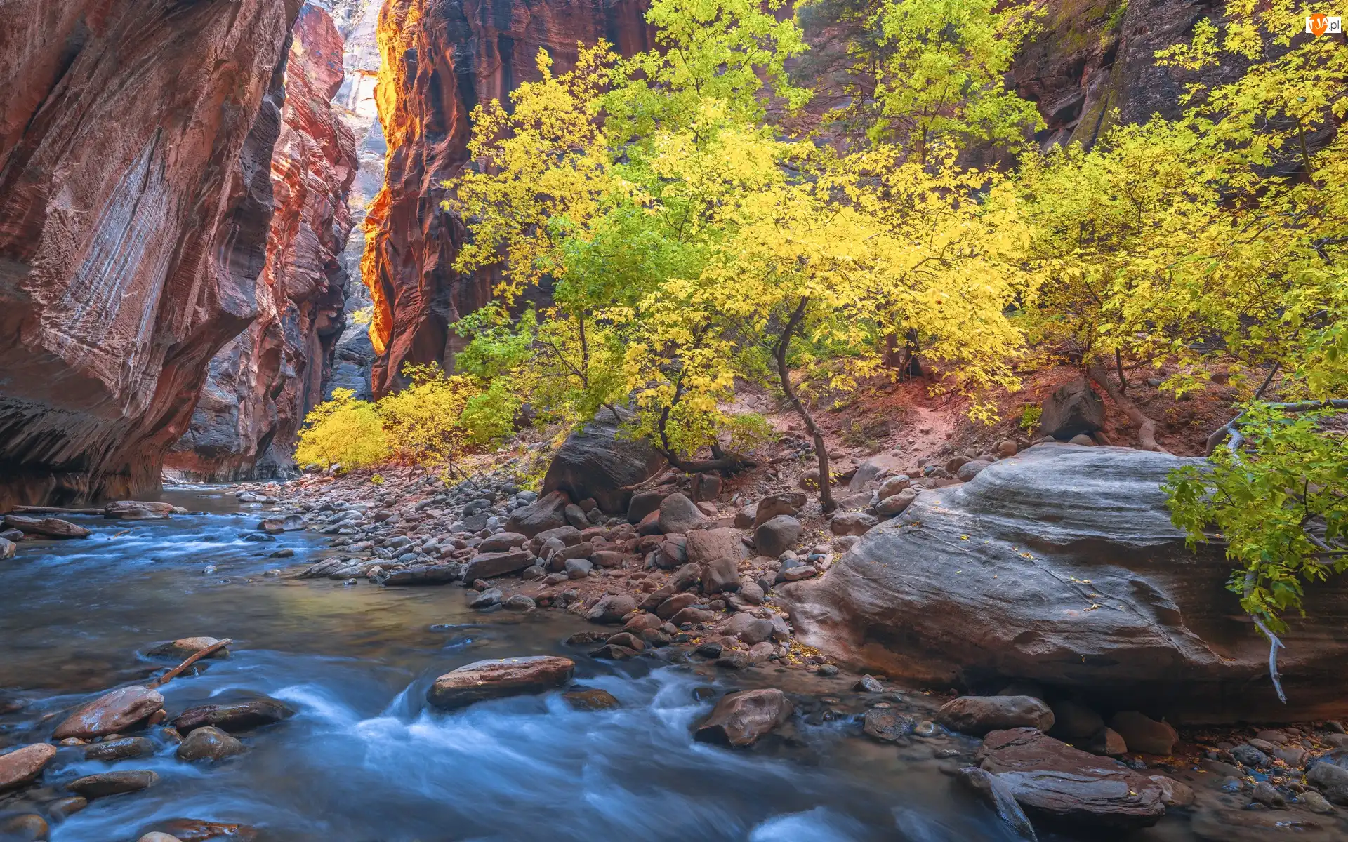 Stany Zjednoczone, Drzewa, Jesień, Virgin River, Kanion Zion Narrows, Park Narodowy Zion, Kamienie, Skały, Rzeka, Stan Utah