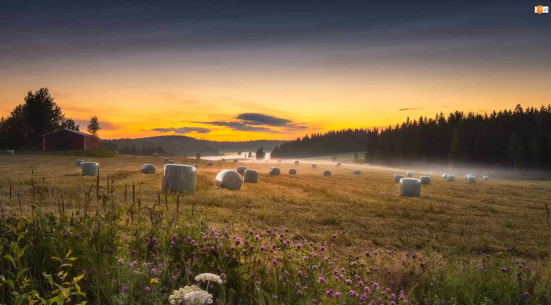 Mgła, Finlandia, Łąka, Las, Region Pirkanmaa, Pole, Szopa, Gmina Ruovesi
