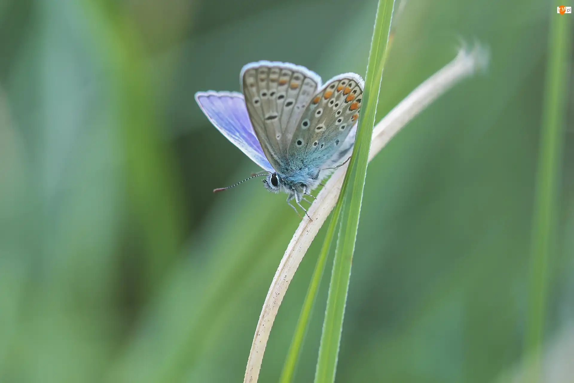 Trawa, Motyl, Modraszek ikar, Źdźbła