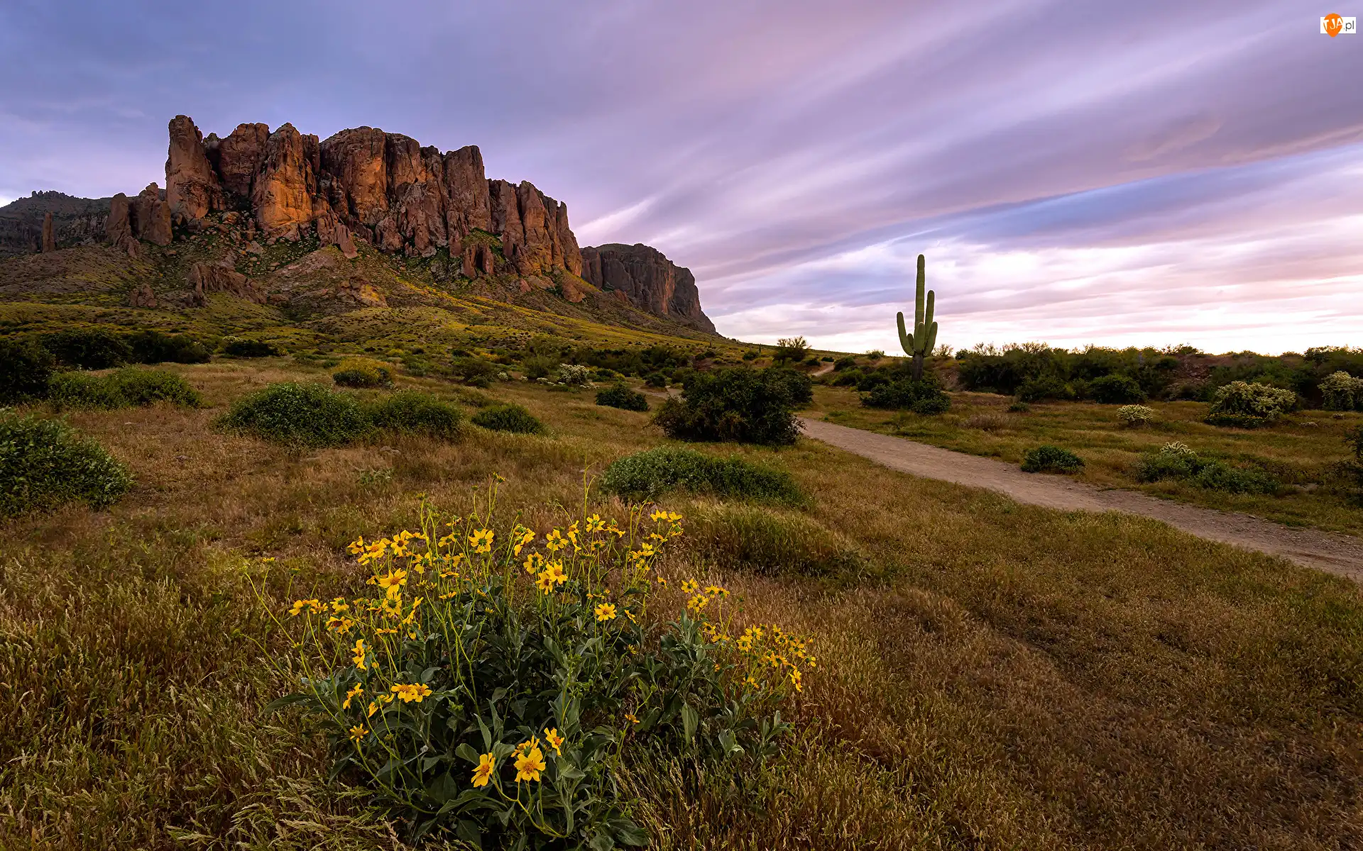 Kaktus, Stan Arizona, Kwiaty, Droga, Trawa, Góry, Superstition Mountains, Stany Zjednoczone, Skały